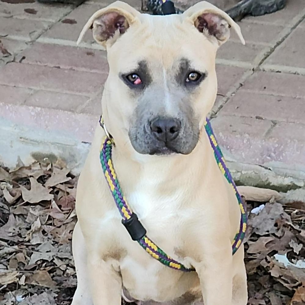 Faith, a Adoptable mixed breed in Flintstone, GA image 4/6