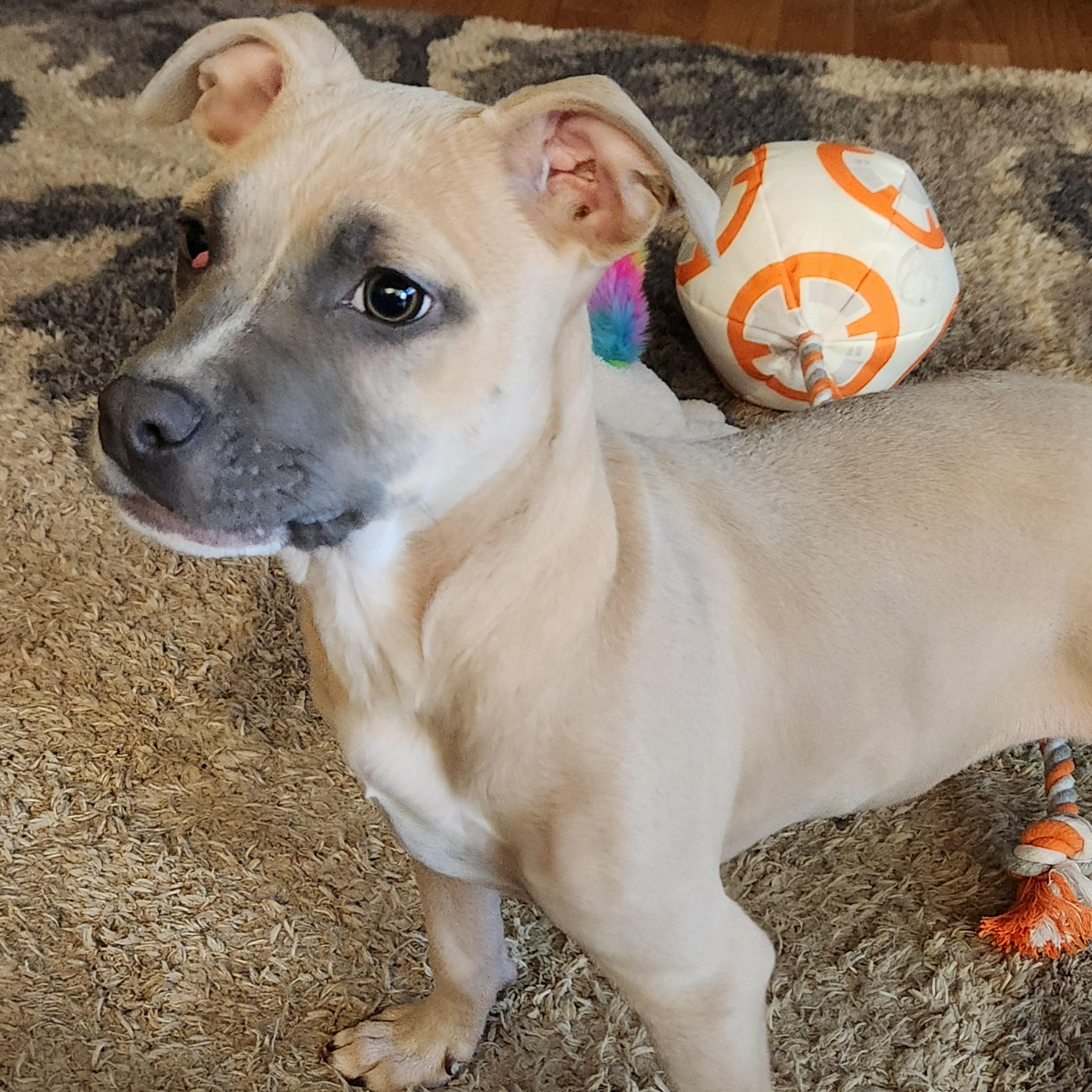 Faith, a Adoptable mixed breed in Flintstone, GA image 5/6