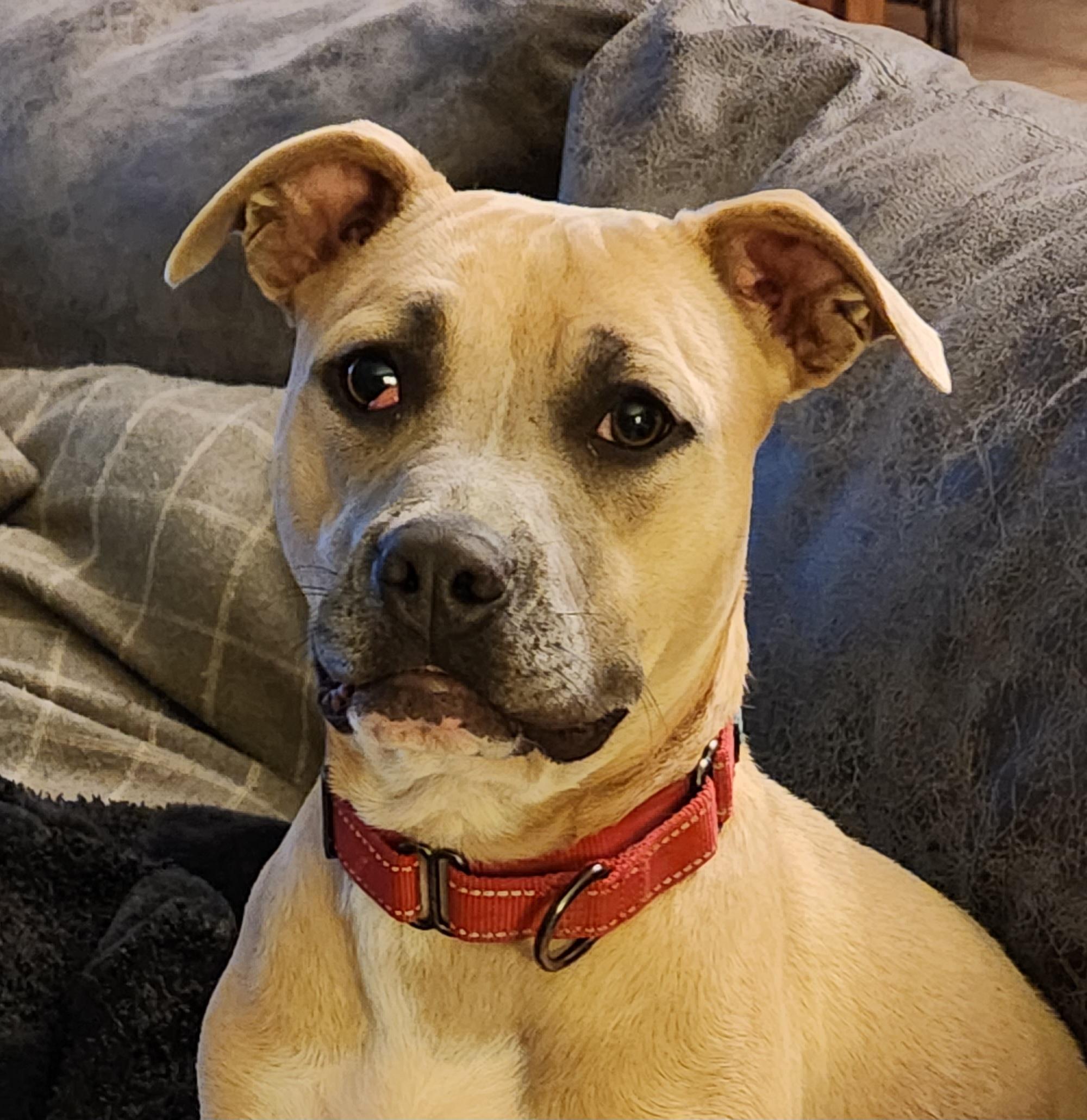 Faith, Adoptable, Adult Female Terrier.