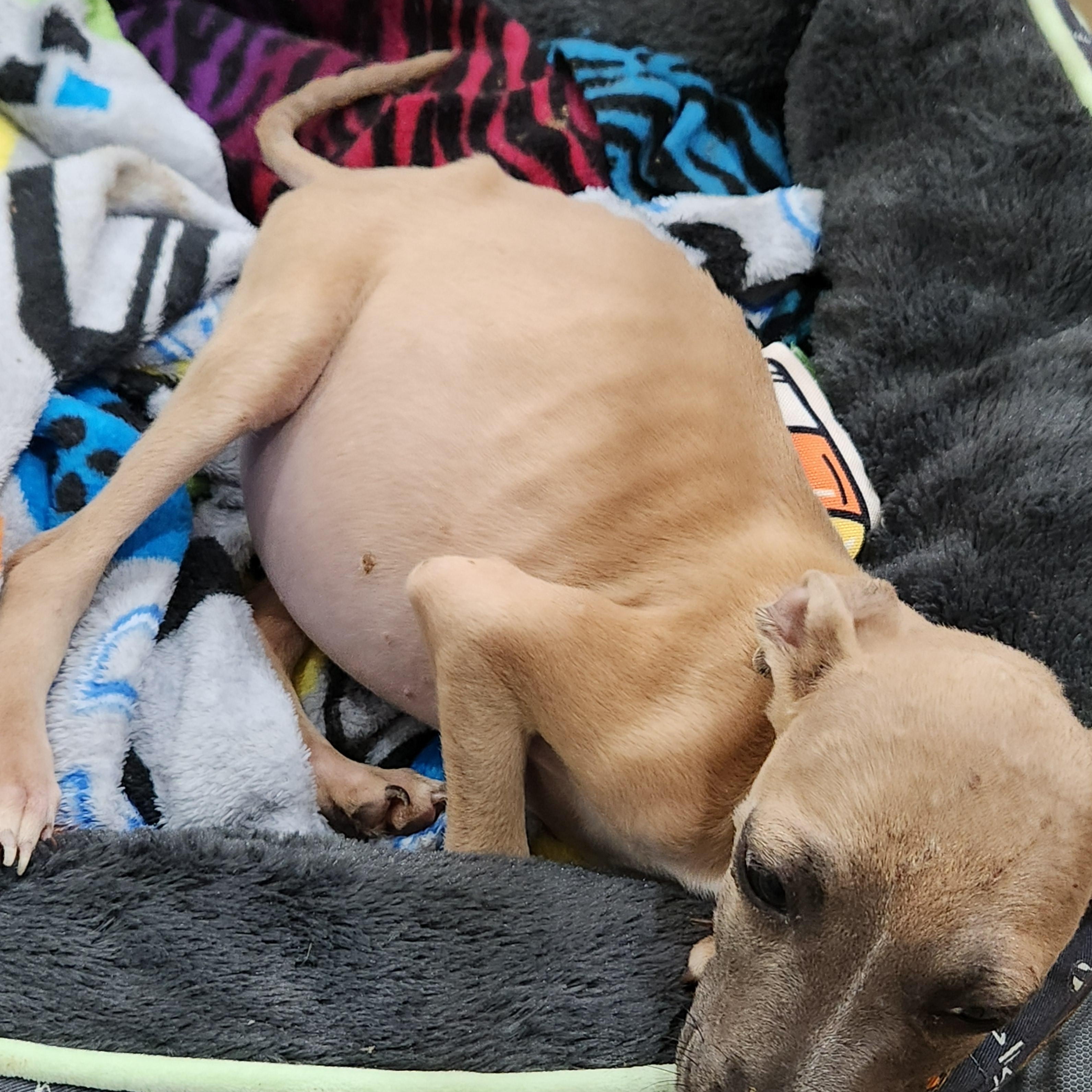 Faith, a Adoptable mixed breed in Flintstone, GA image 6/6