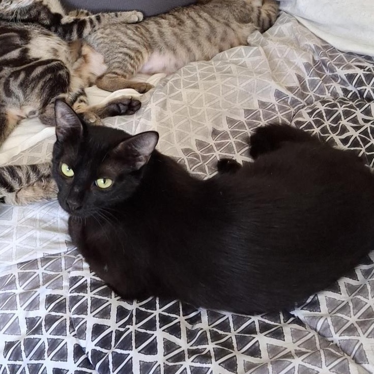 Luna, a ADOPTABLE Domestic Short Hair in Elk Grove, CA image 2/3