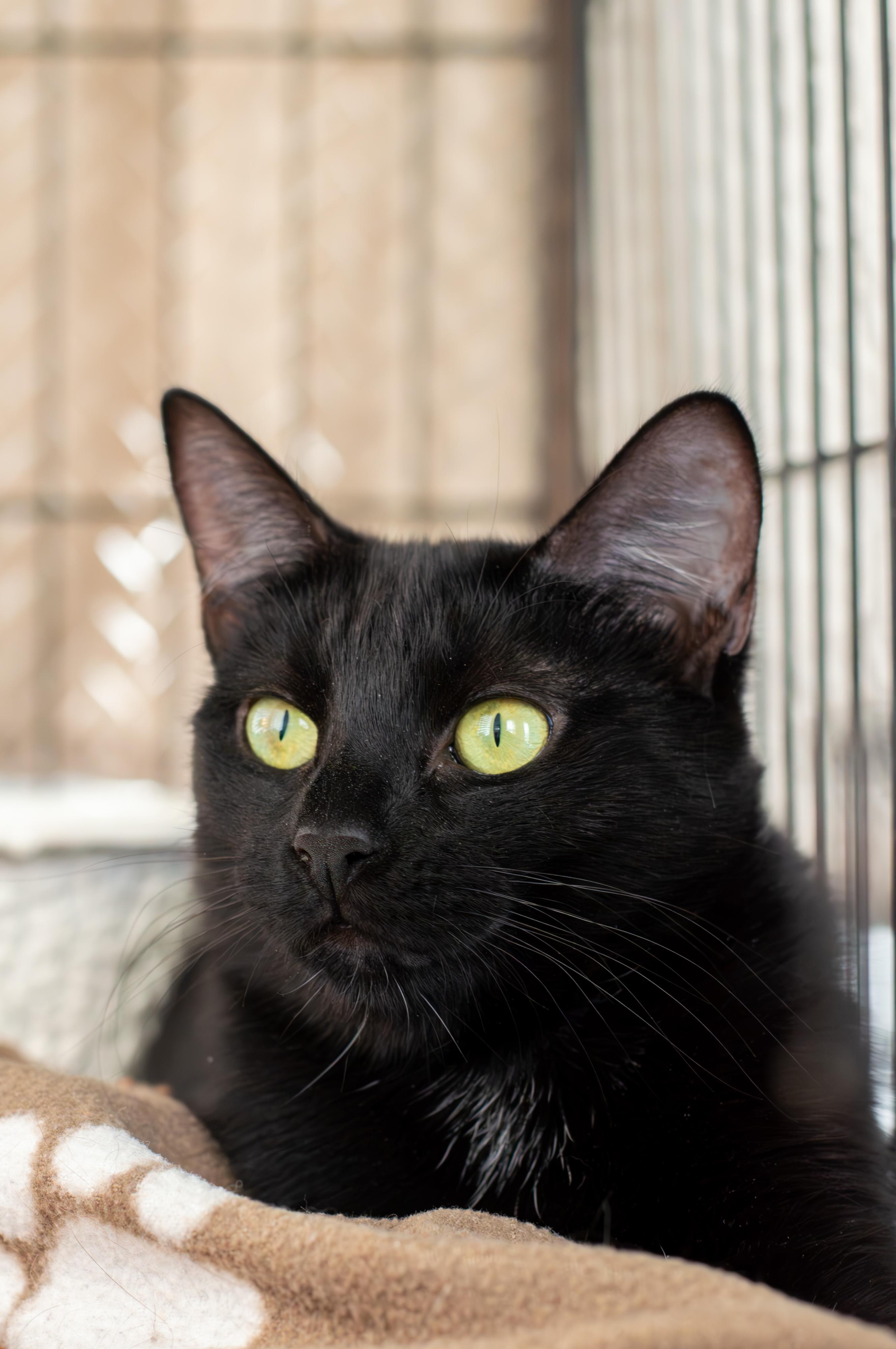 Luna, Adoptable, Young Female Domestic Short Hair.