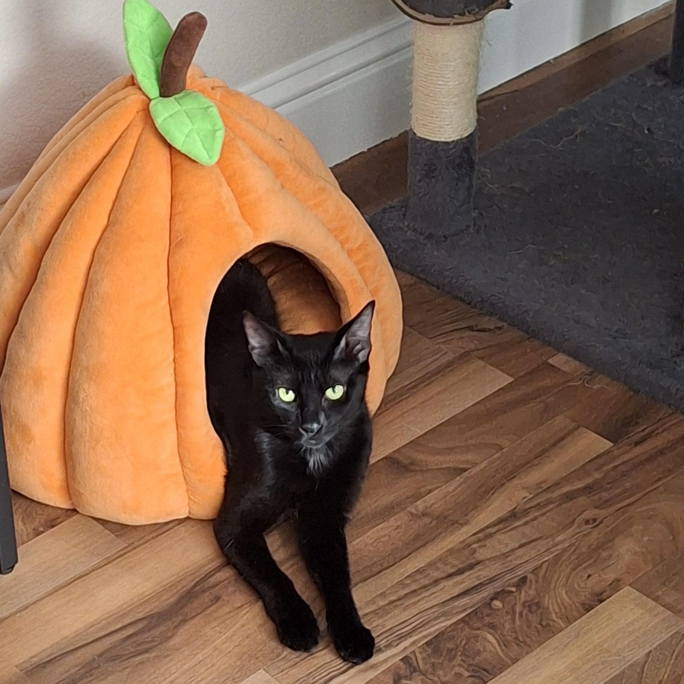 Luna, ADOPTABLE, Young Female Domestic Short Hair.