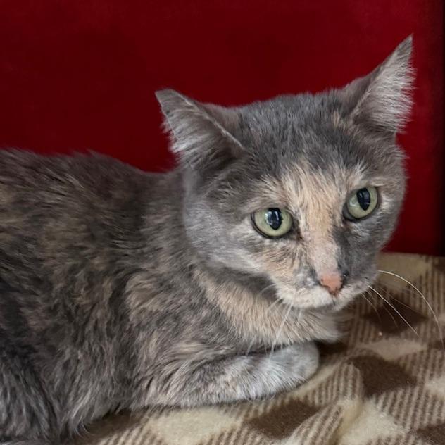 Millie, Adoptable, Adult Female Domestic Short Hair.