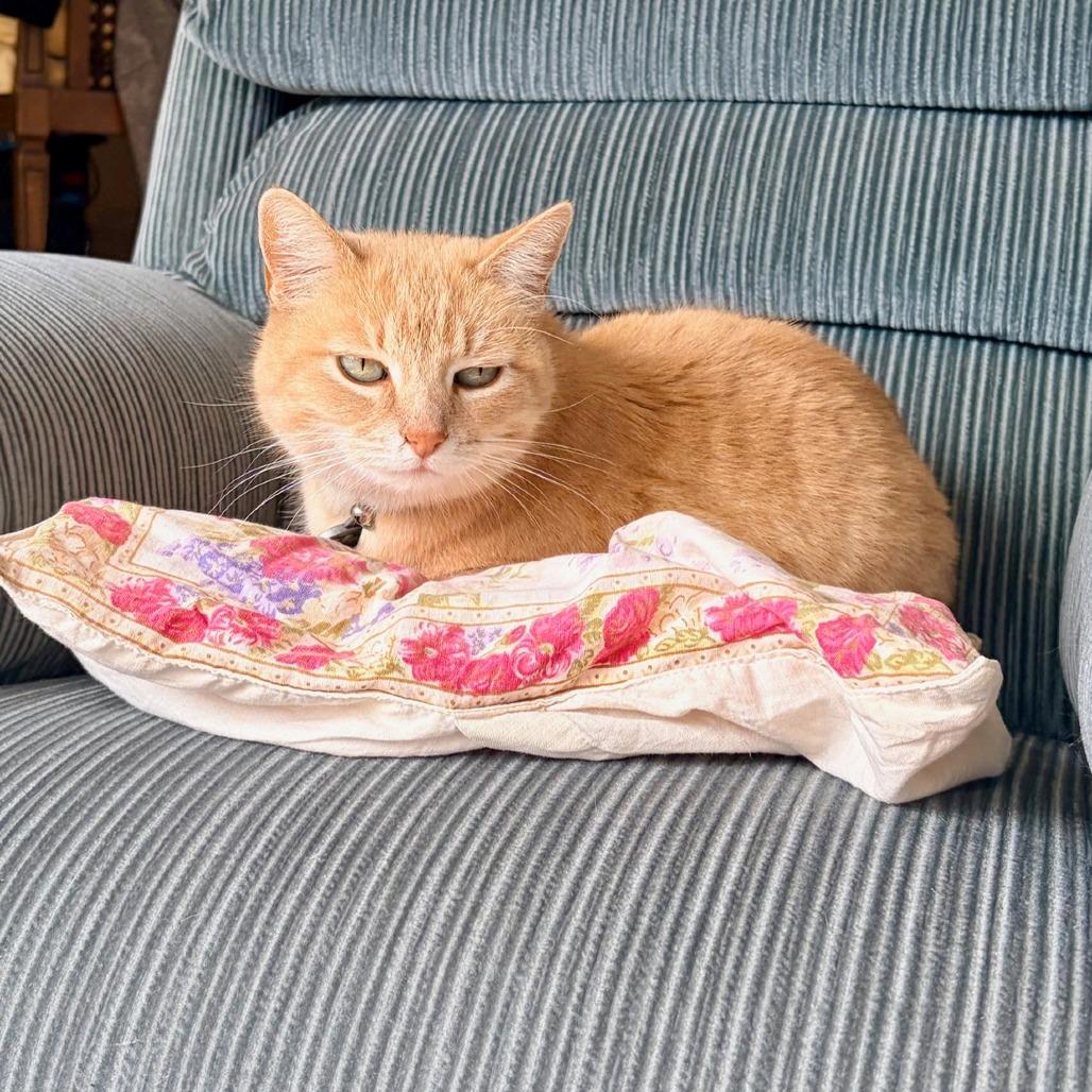 Dulce, Adoptable, Senior Female Domestic Short Hair.