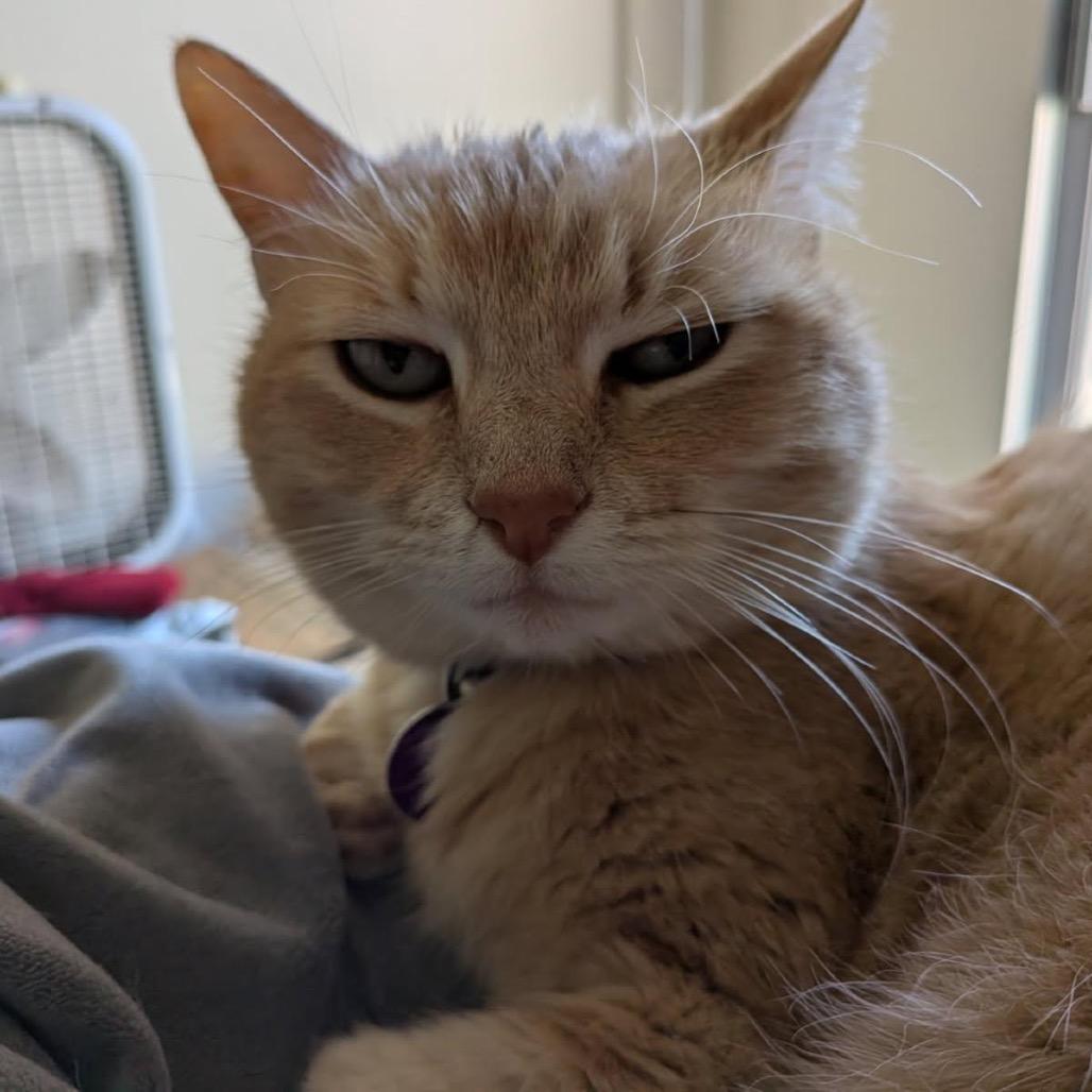 Enlarge Dulce, a Adoptable Domestic Short Hair in Pacific Grove, CA image 2/6