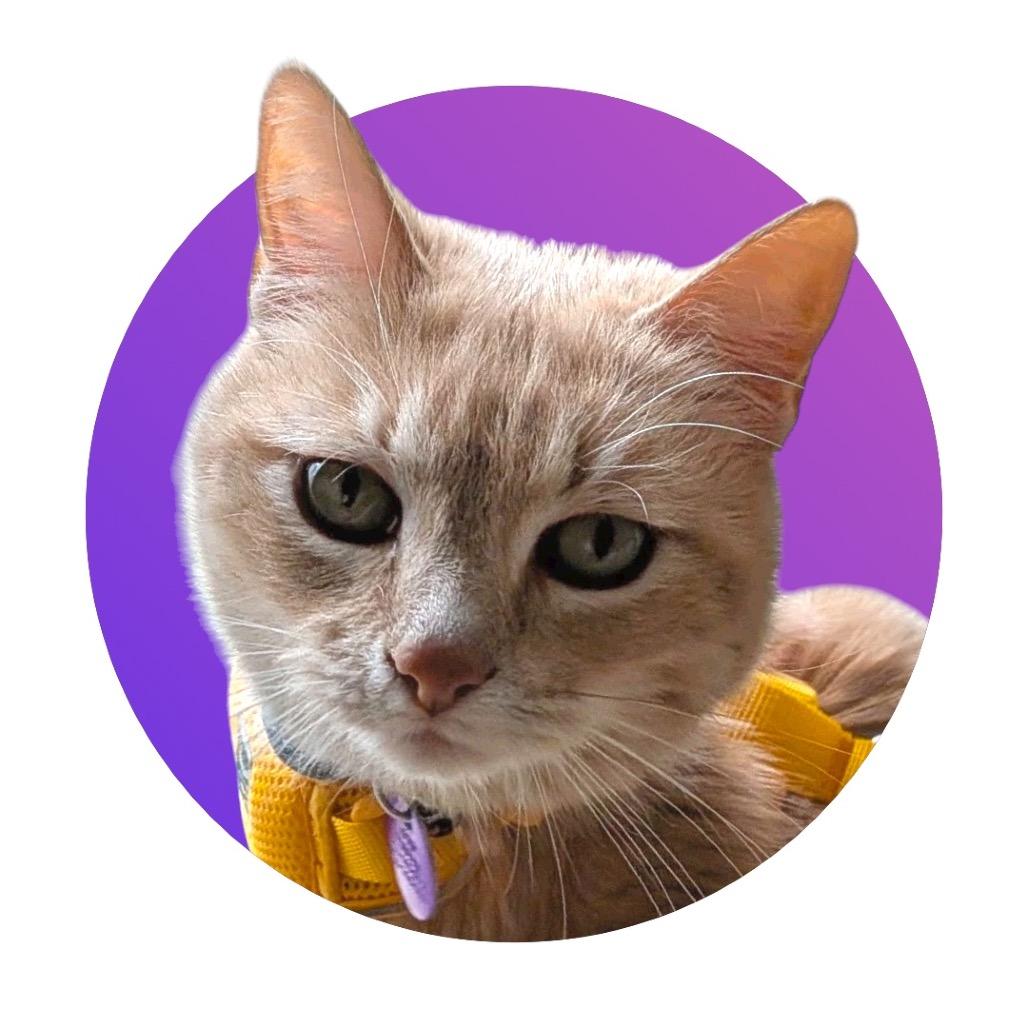 Enlarge Dulce, a Adoptable Domestic Short Hair in Pacific Grove, CA image 3/6