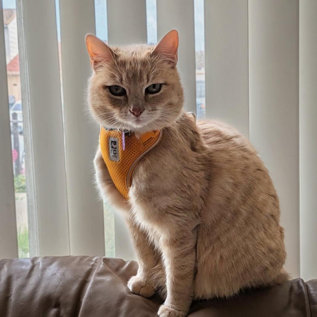 Enlarge Dulce, a Adoptable Domestic Short Hair in Pacific Grove, CA image 4/6