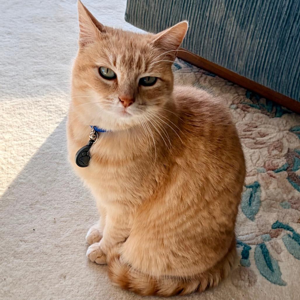 Enlarge Dulce, a Adoptable Domestic Short Hair in Pacific Grove, CA image 5/6