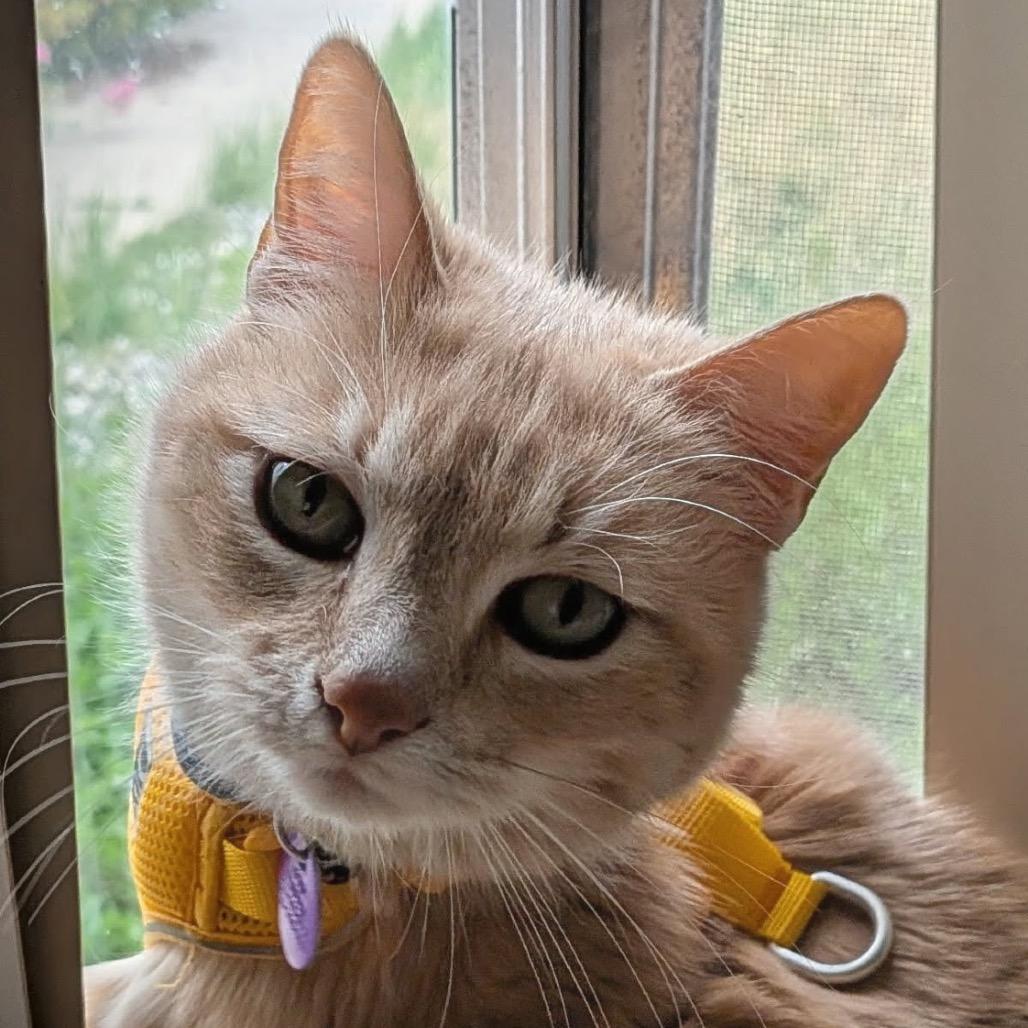 Enlarge Dulce, a Adoptable Domestic Short Hair in Pacific Grove, CA image 6/6
