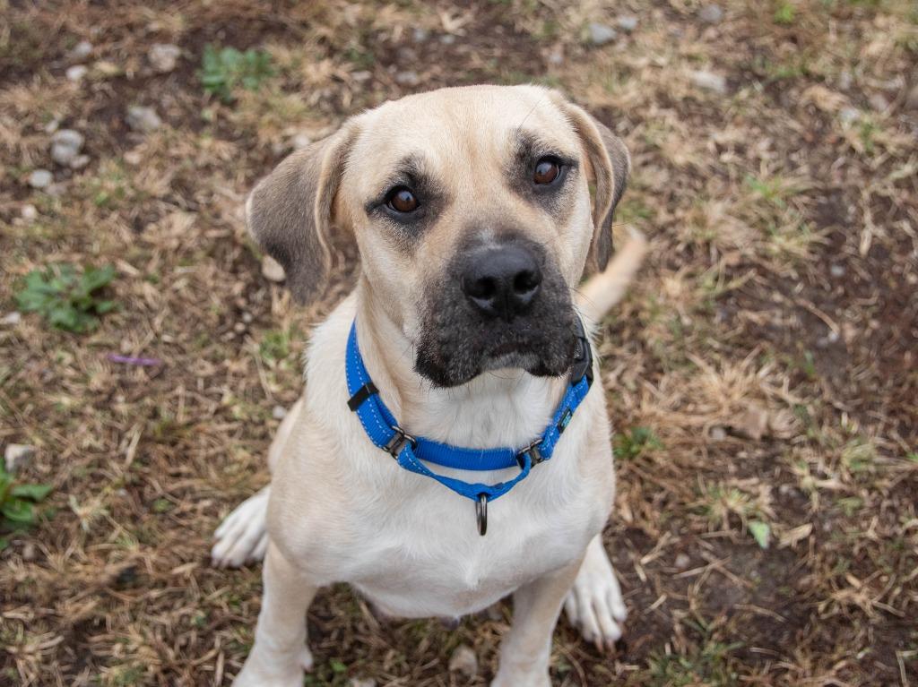 Rain, a Adoptable mixed breed in Lansing, KS image 1/6