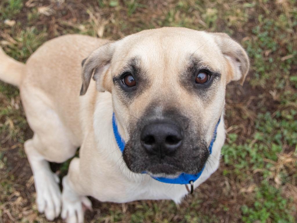 Rain, a Adoptable mixed breed in Lansing, KS image 2/6