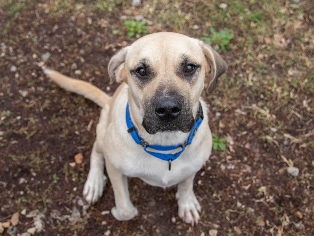 Rain, a Adoptable mixed breed in Lansing, KS image 4/6