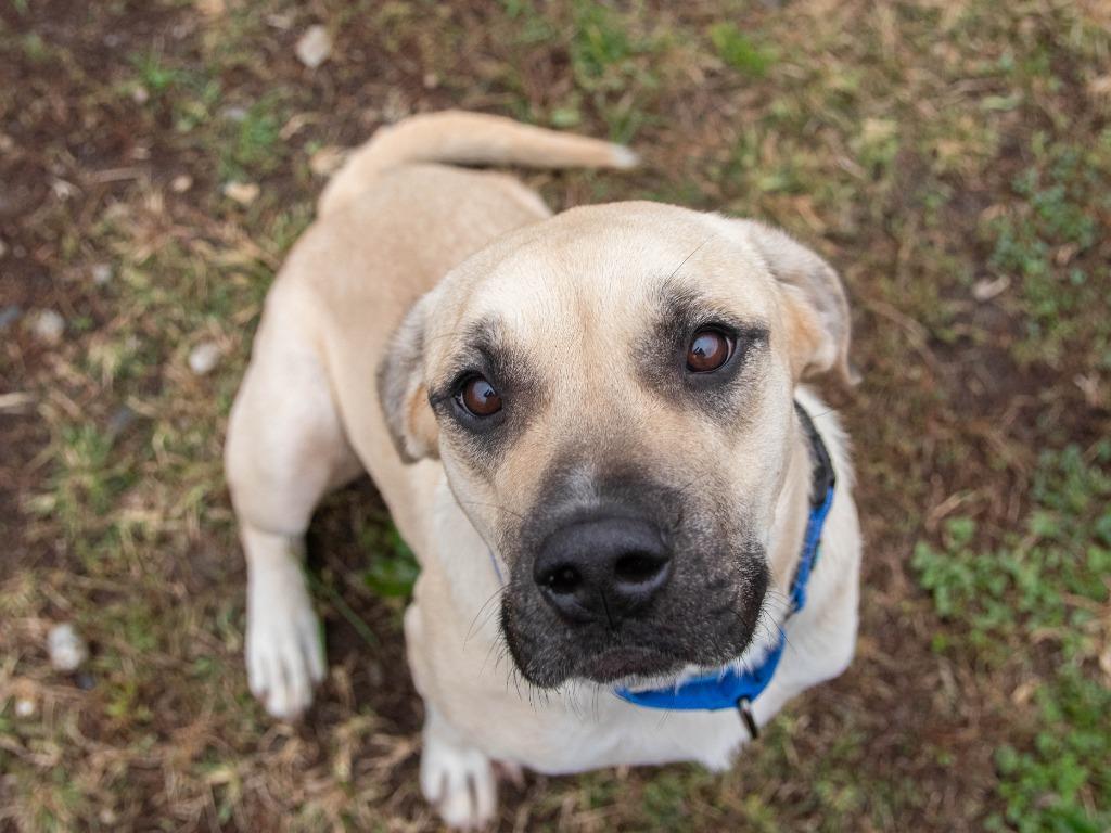 Rain, a Adoptable mixed breed in Lansing, KS image 5/6
