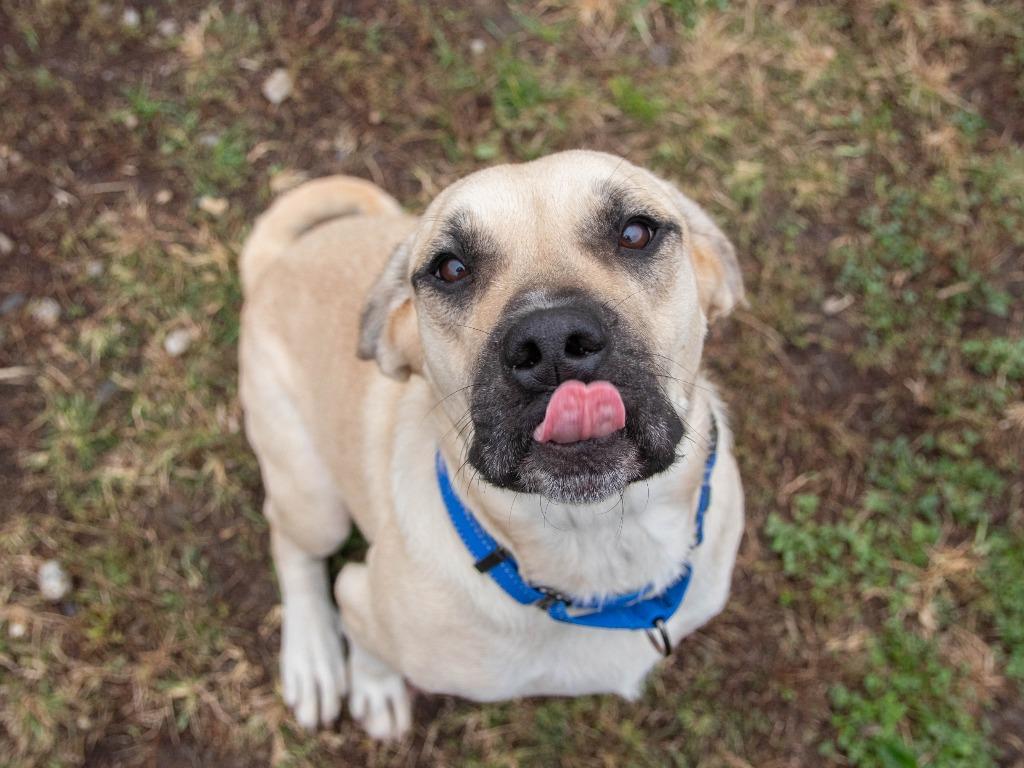 Rain, a Adoptable mixed breed in Lansing, KS image 6/6