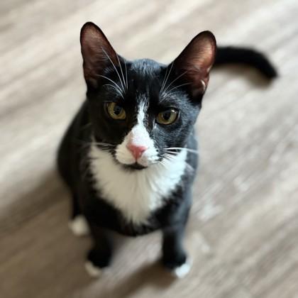 Nutty Buddy, Adoptable, Young Male Domestic Short Hair.