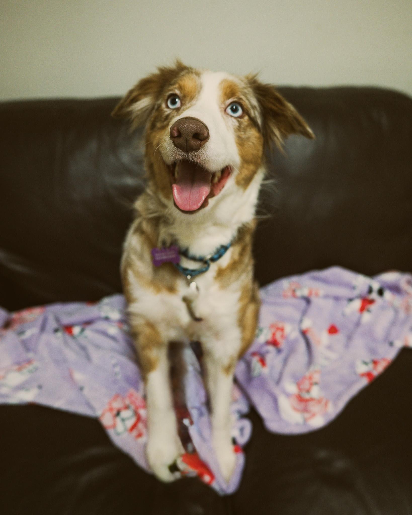 Enlarge Fancy, an adopted mixed breed in Cincinnati, OH image 1/3