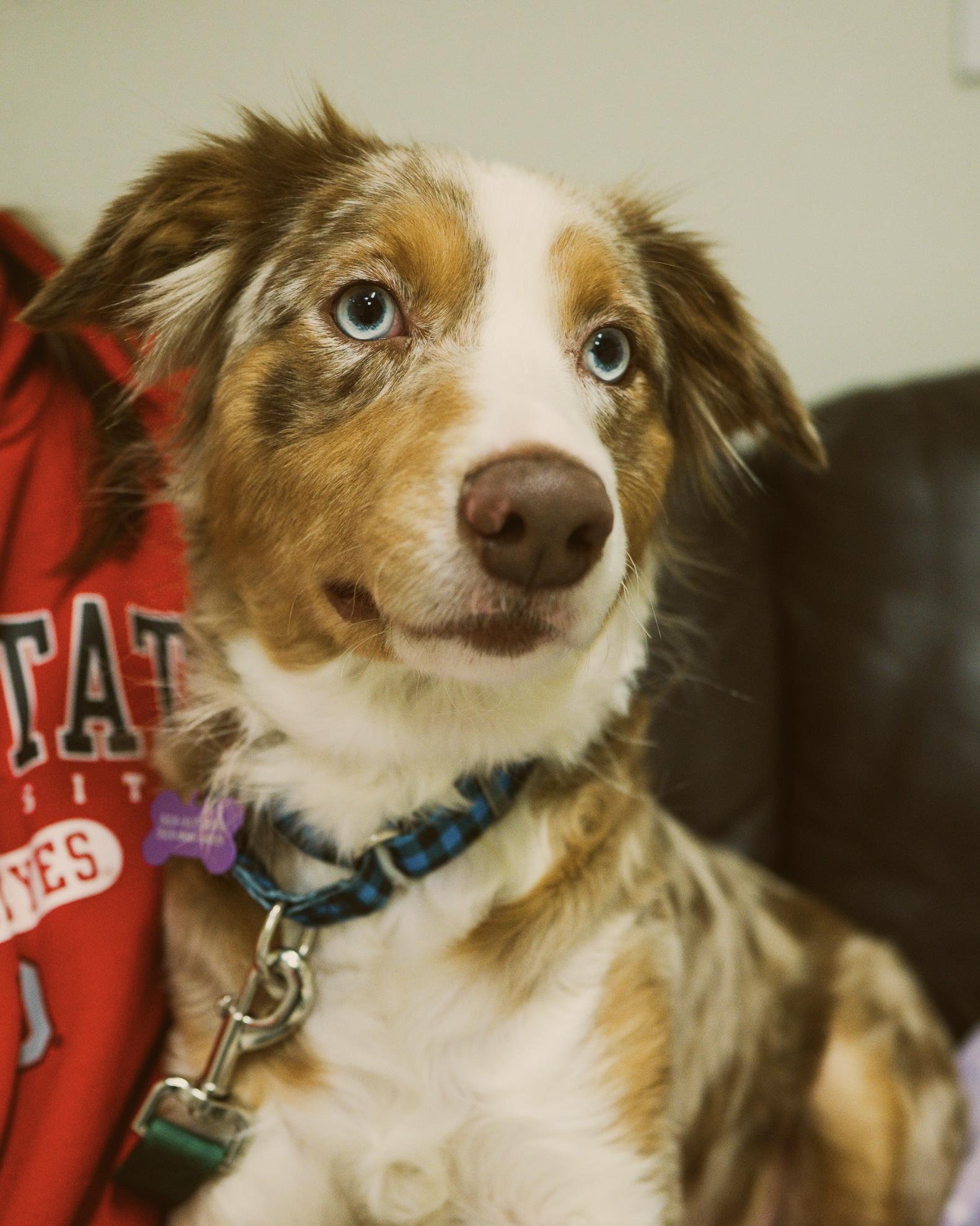 Enlarge Fancy, an adopted mixed breed in Cincinnati, OH image 3/3