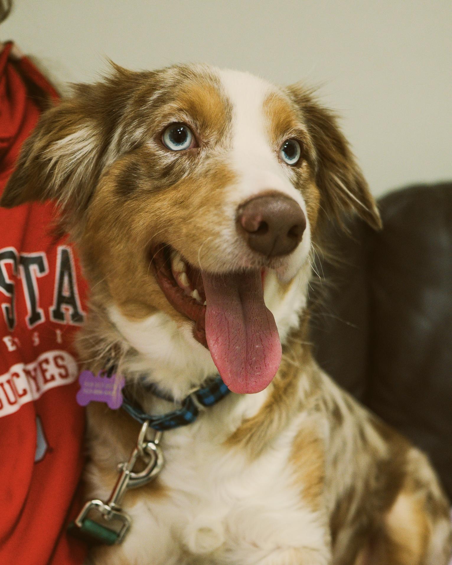 Enlarge Fancy, an adopted mixed breed in Cincinnati, OH image 2/3