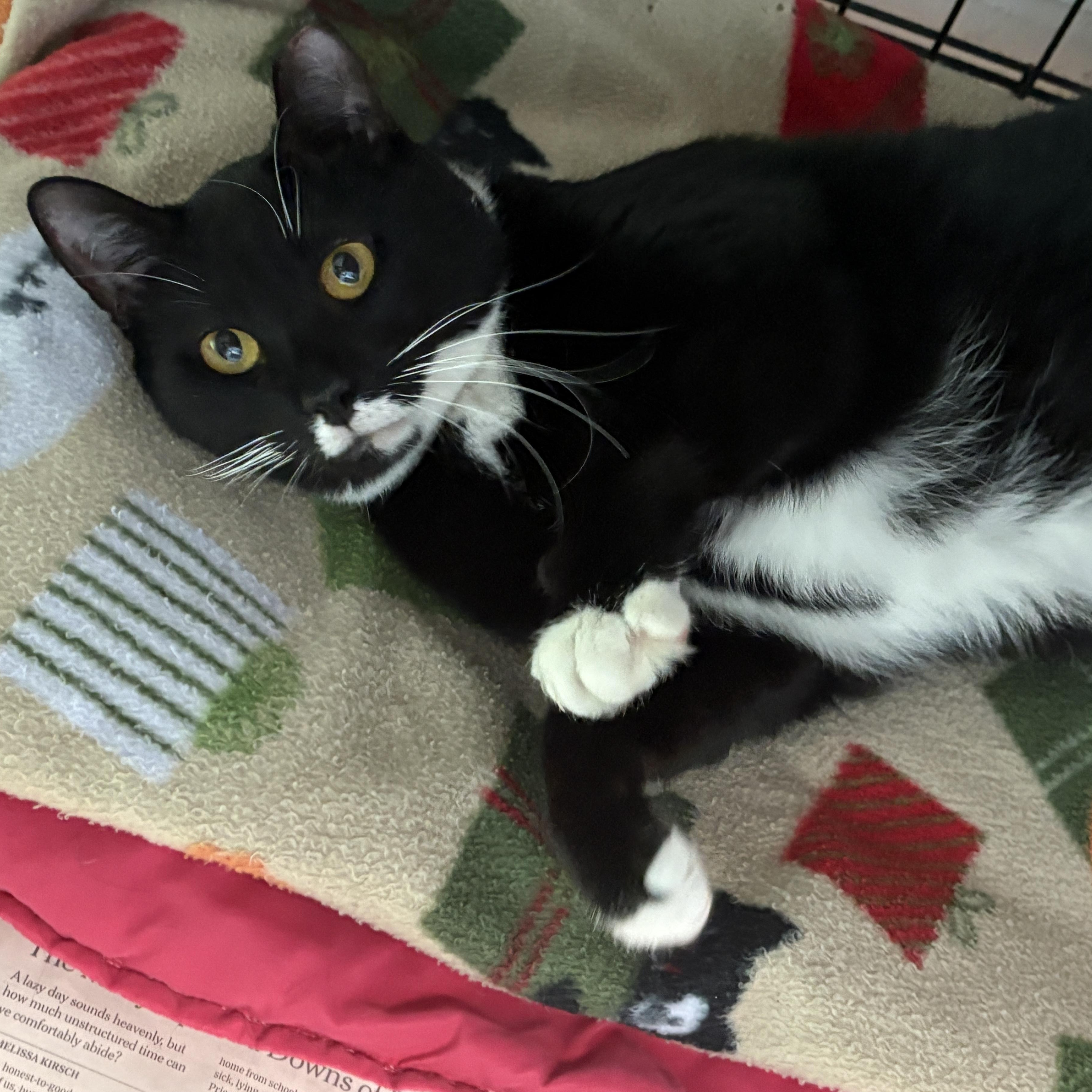 Enlarge Origami, a ADOPTABLE Domestic Short Hair in Beacon, NY image 6/6