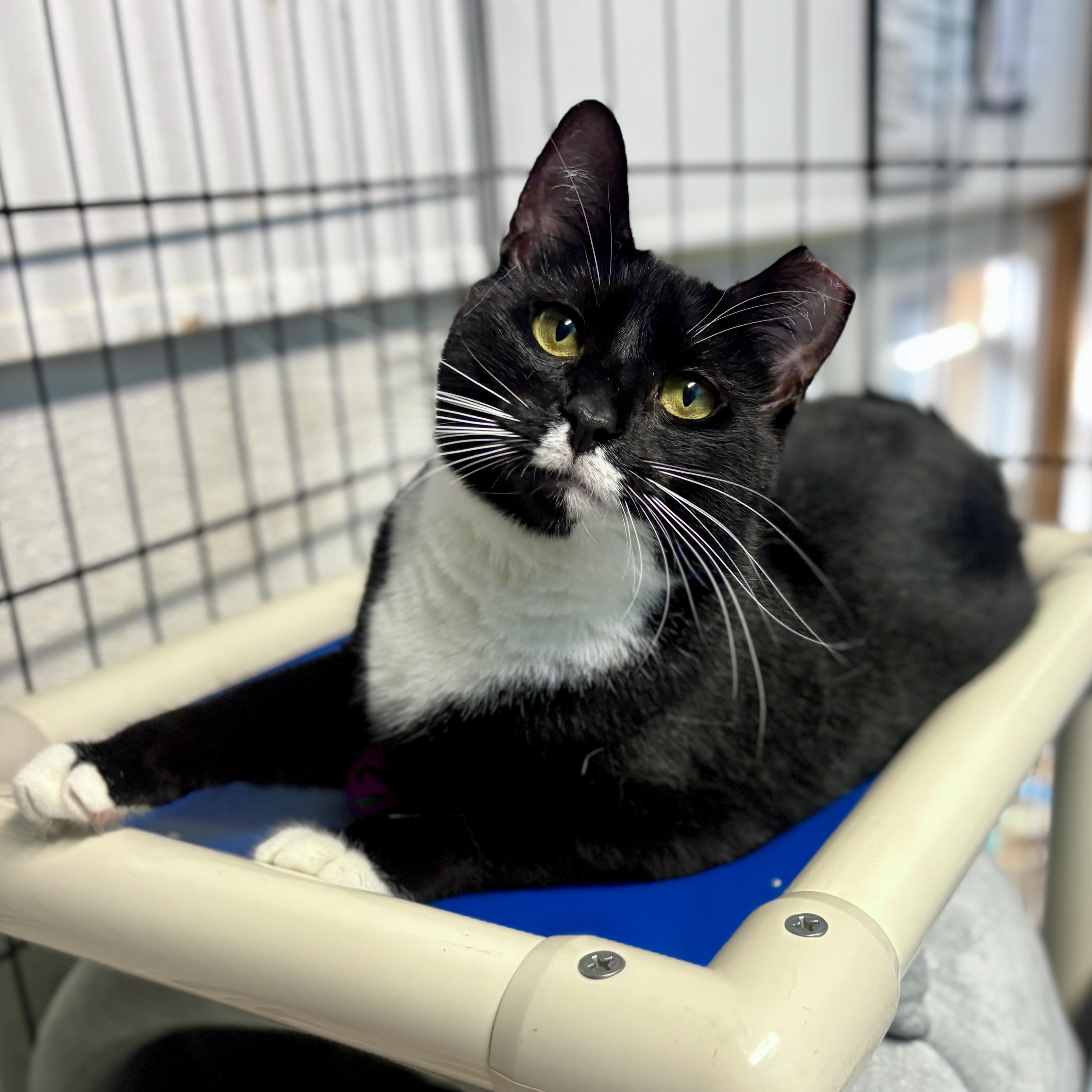 Origami, ADOPTABLE, Young Female Domestic Short Hair.