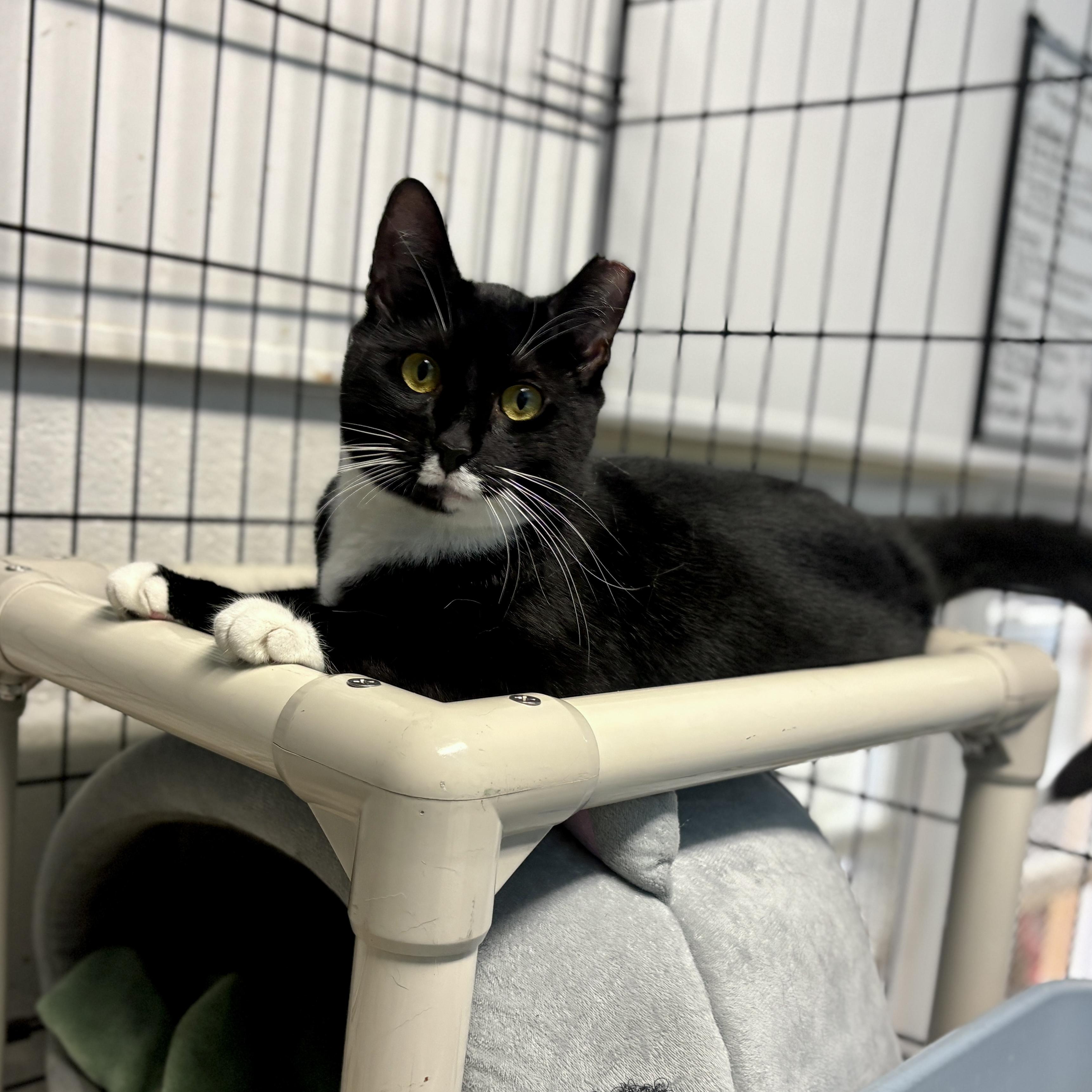 Enlarge Origami, a ADOPTABLE Domestic Short Hair in Beacon, NY image 2/6