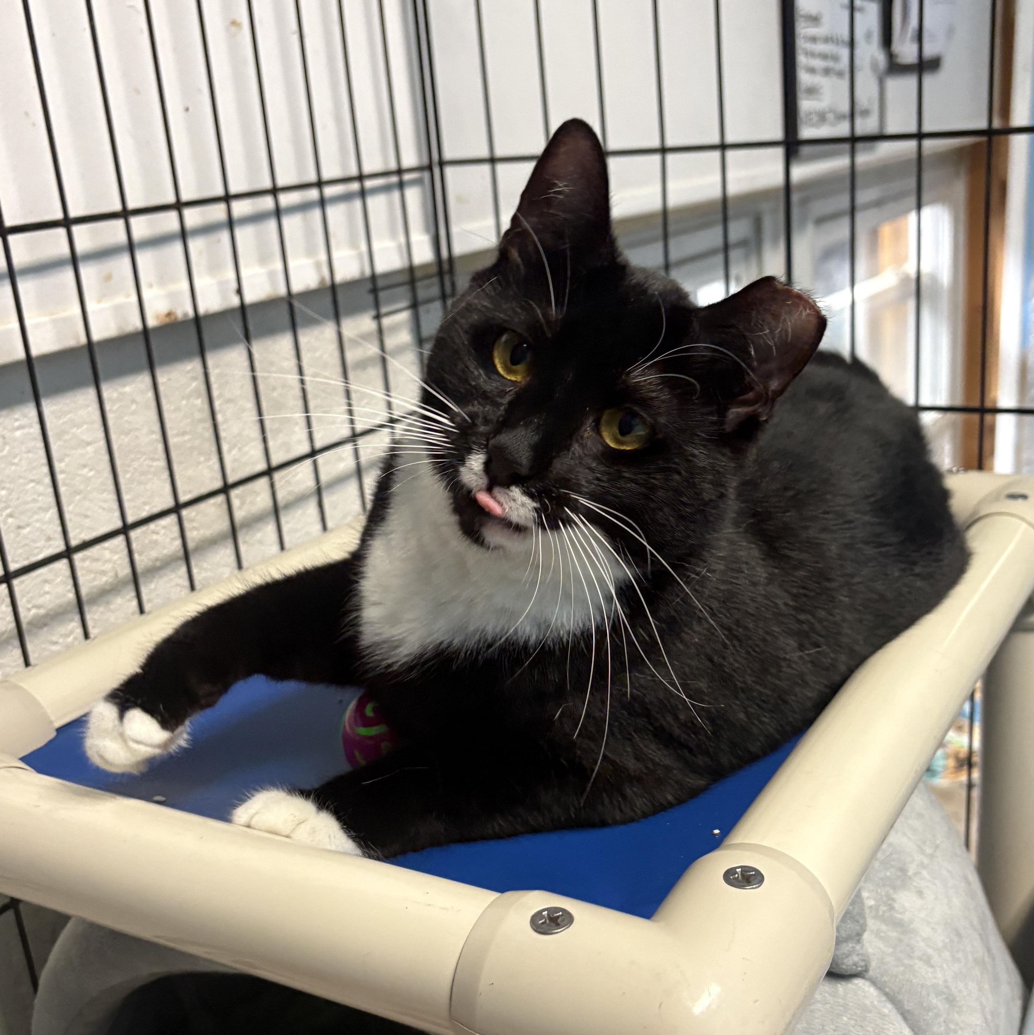 Enlarge Origami, a ADOPTABLE Domestic Short Hair in Beacon, NY image 3/6