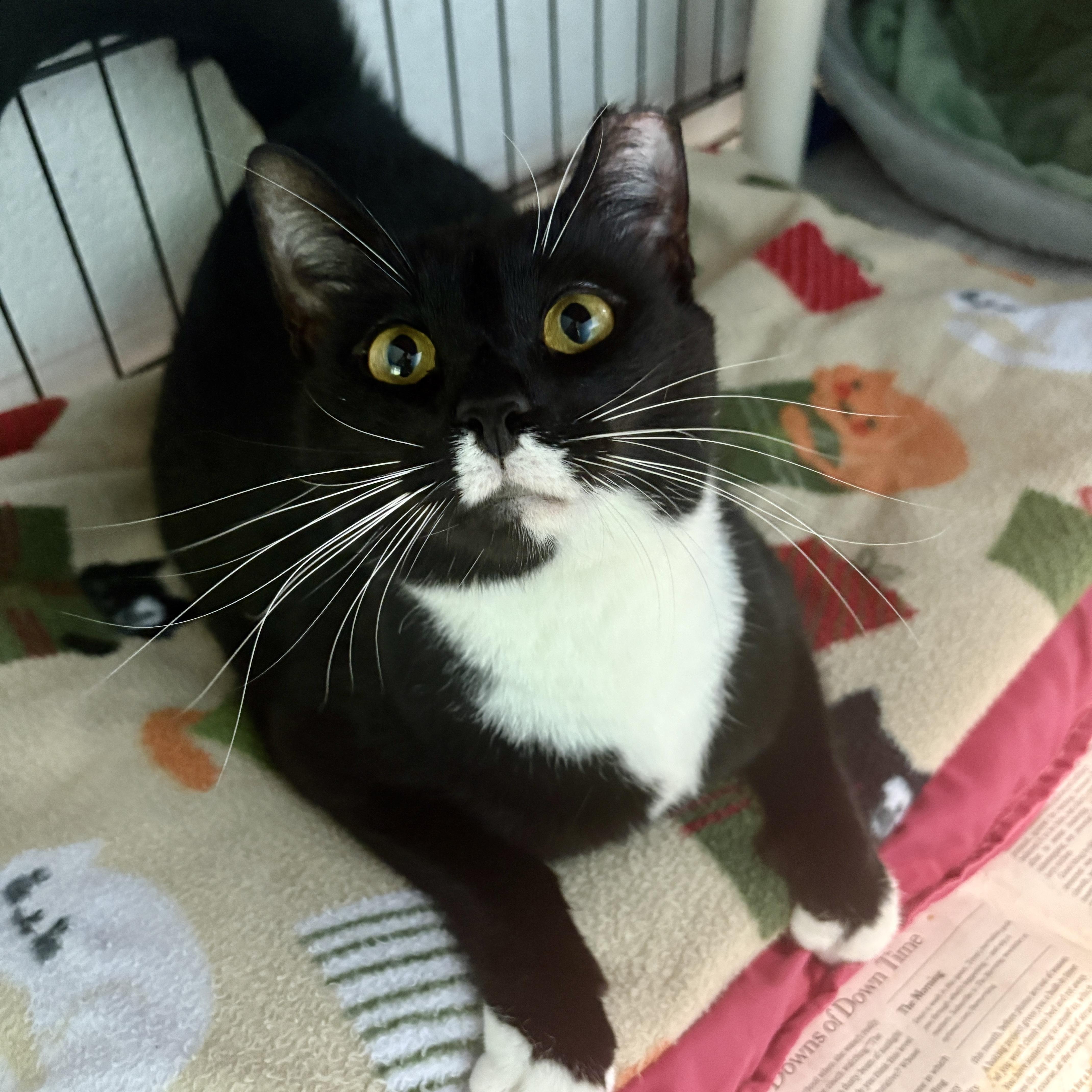 Enlarge Origami, a ADOPTABLE Domestic Short Hair in Beacon, NY image 5/6
