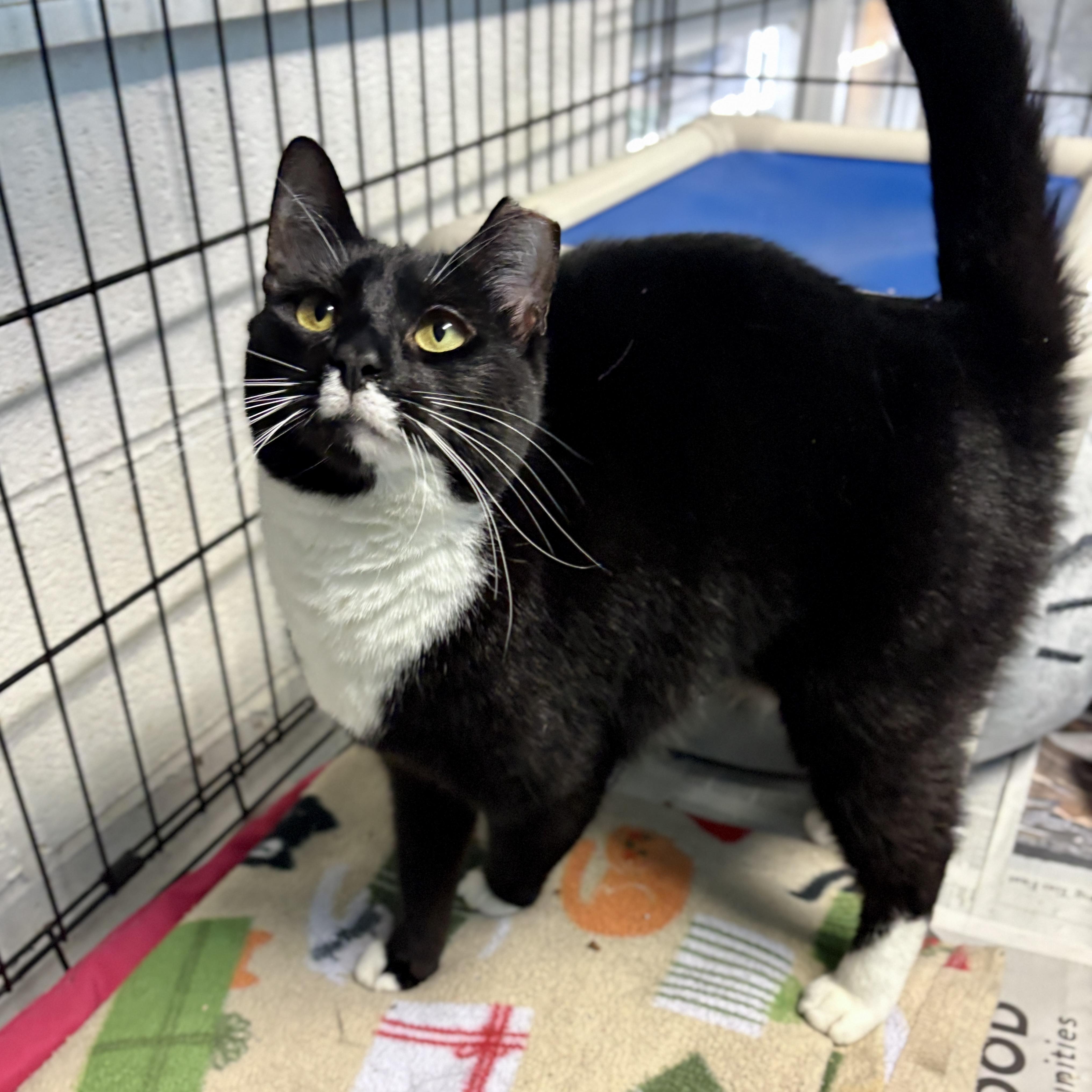 Enlarge Origami, a ADOPTABLE Domestic Short Hair in Beacon, NY image 4/6