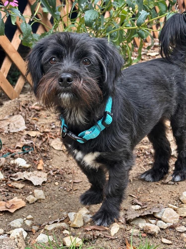 Enlarge Salema, a Adoptable mixed breed in Boulder, CO image 1/3