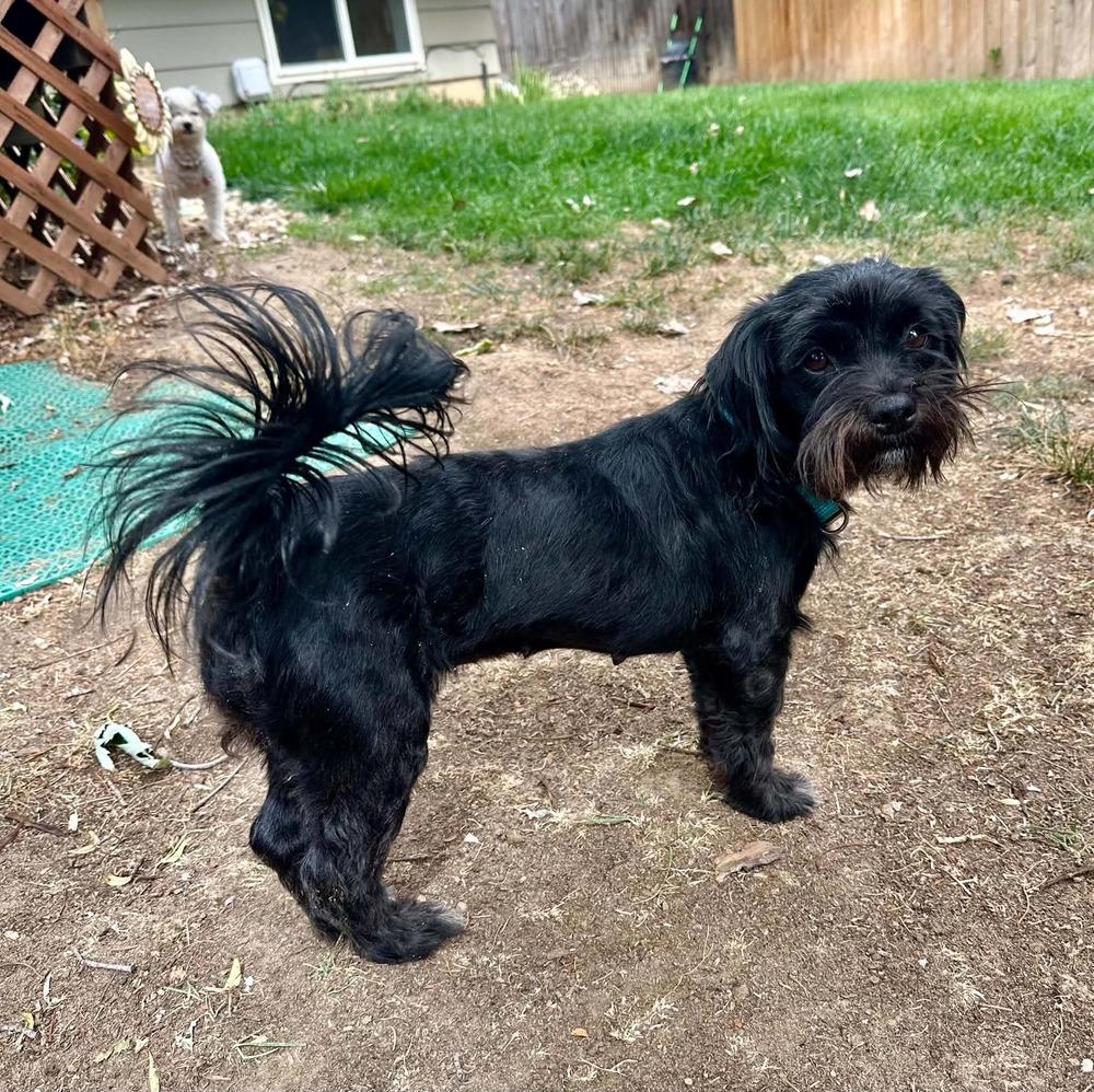 Enlarge Salema, a Adoptable mixed breed in Boulder, CO image 2/3