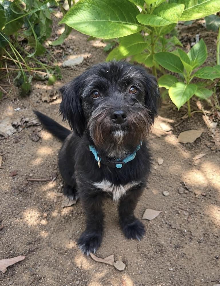 Enlarge Salema, a Adoptable mixed breed in Boulder, CO image 3/3