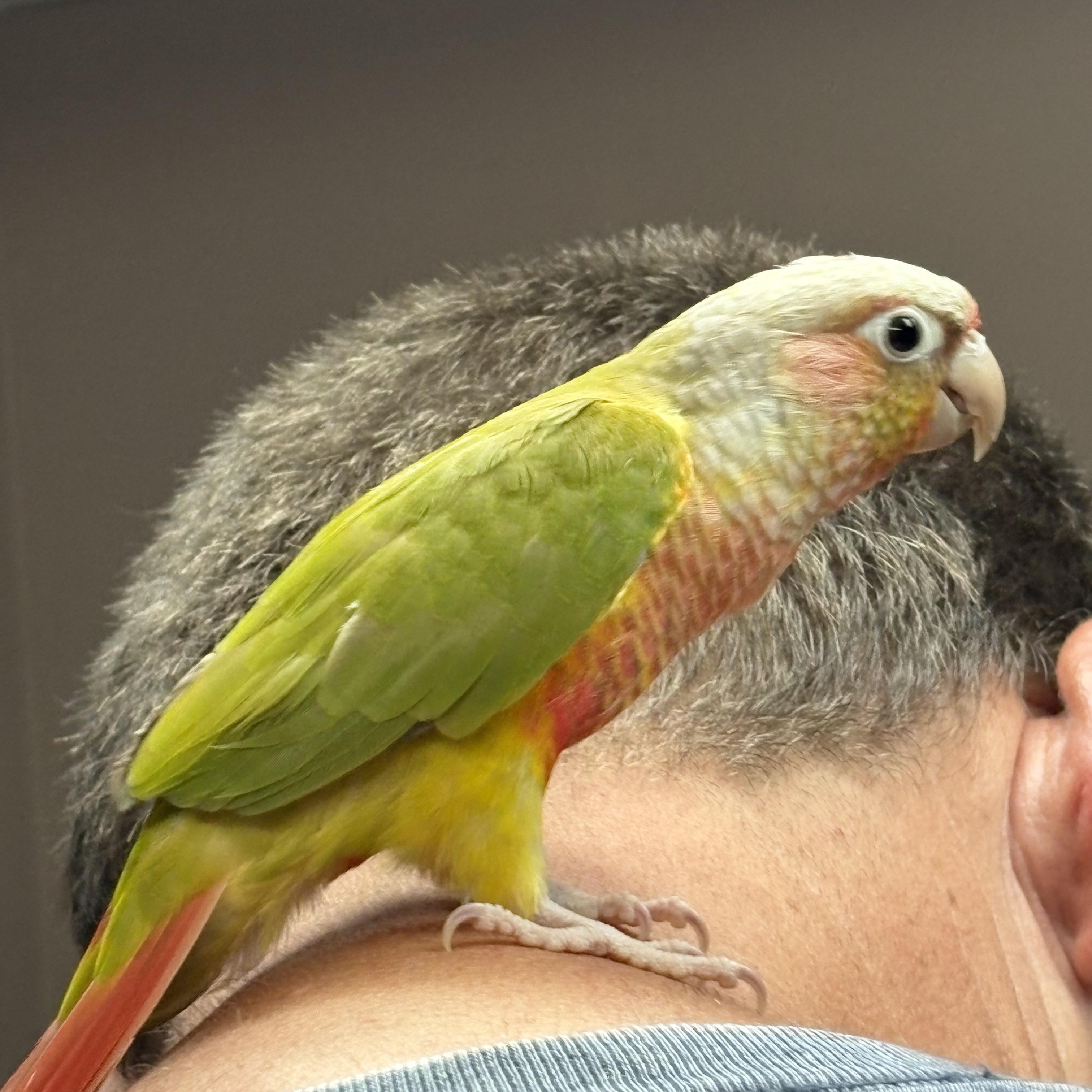 Enlarge Spidey, a Adoptable Conure in Lenexa, KS image 1/1