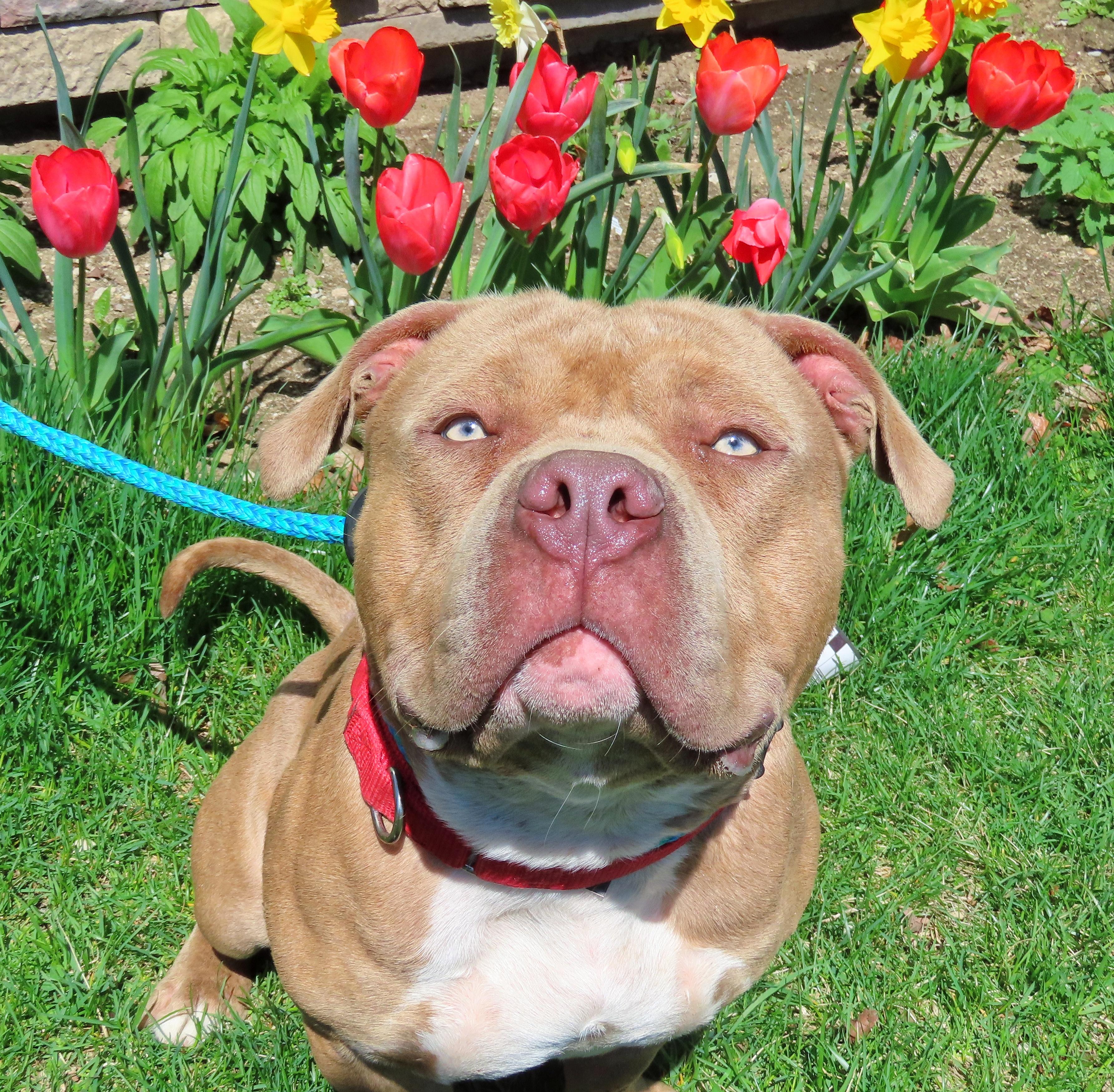 25-133 Leo, a Adoptable Pit Bull Terrier in Amityville, NY image 4/6