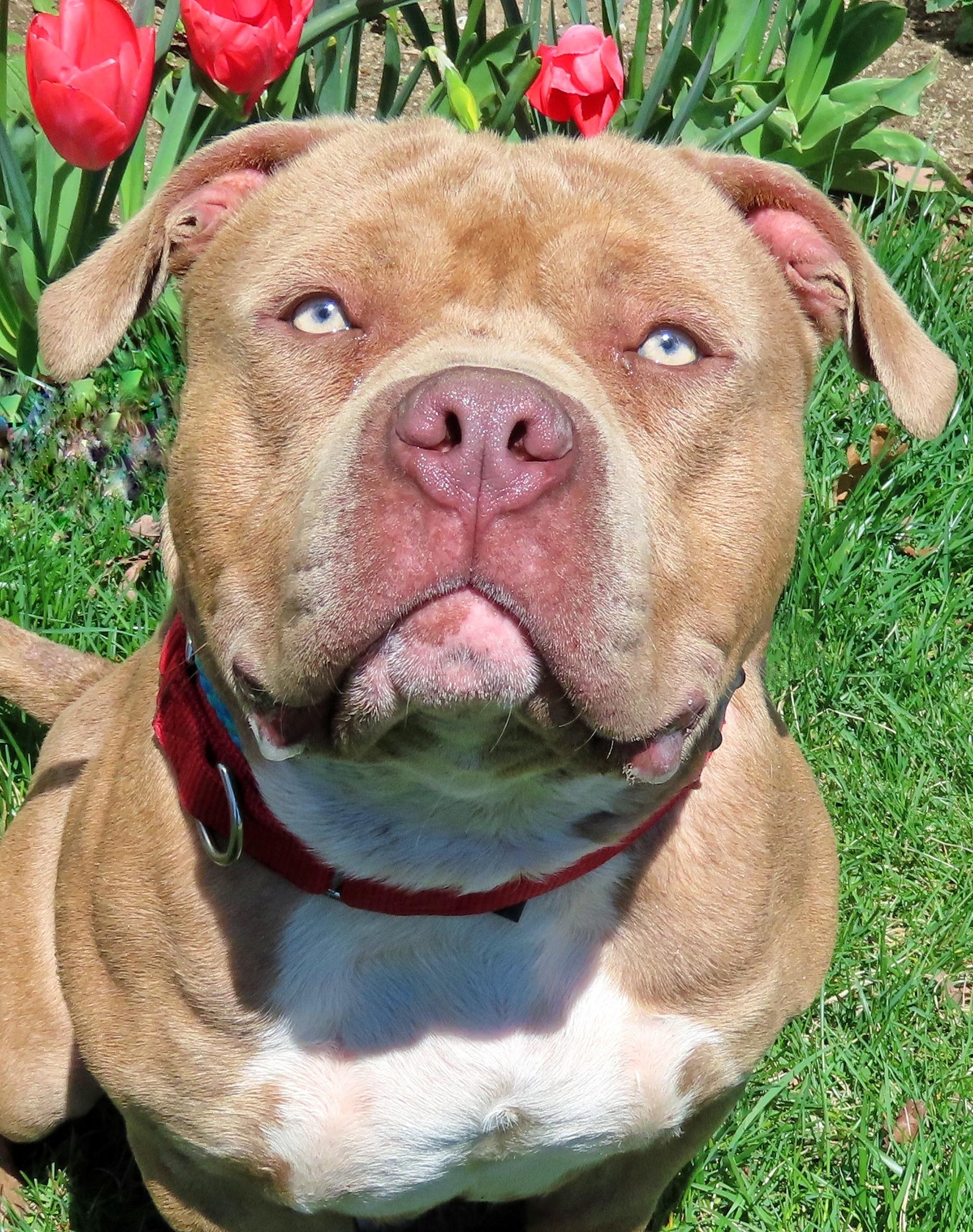 25-133 Leo, a Adoptable Pit Bull Terrier in Amityville, NY image 1/6