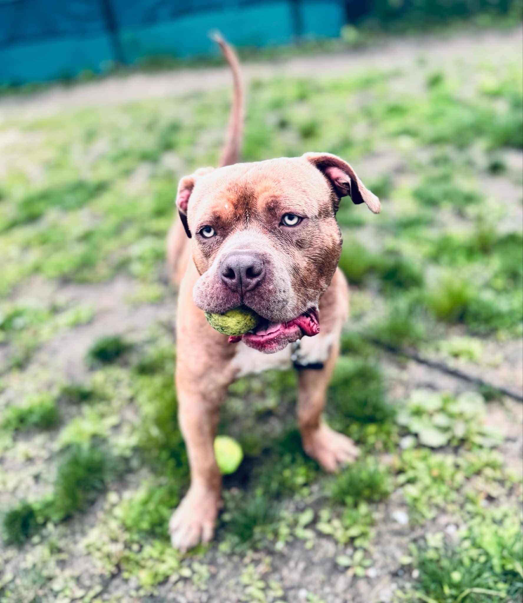25-133 Leo, a Adoptable Pit Bull Terrier in Amityville, NY image 5/6