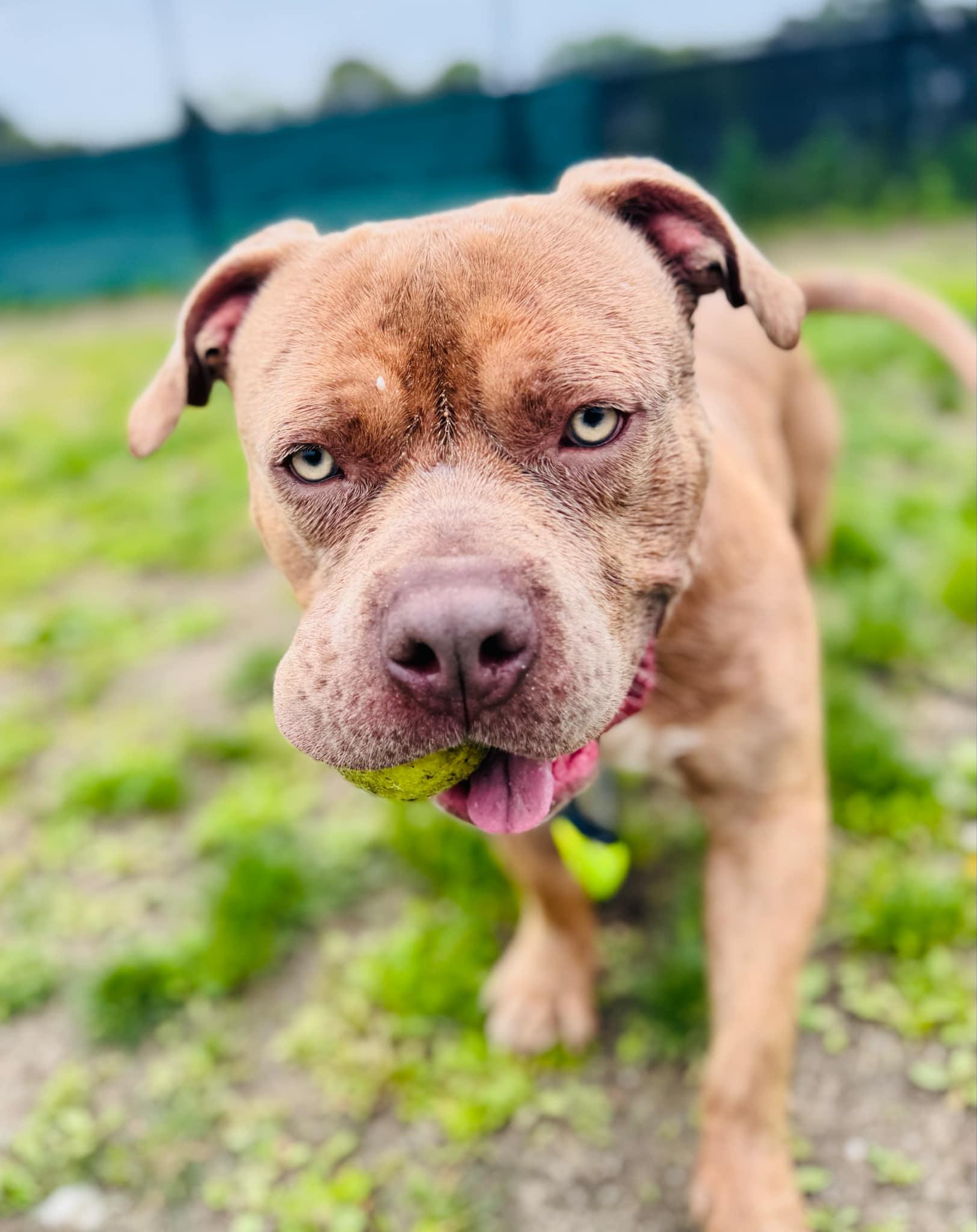 25-133 Leo, a Adoptable Pit Bull Terrier in Amityville, NY image 6/6