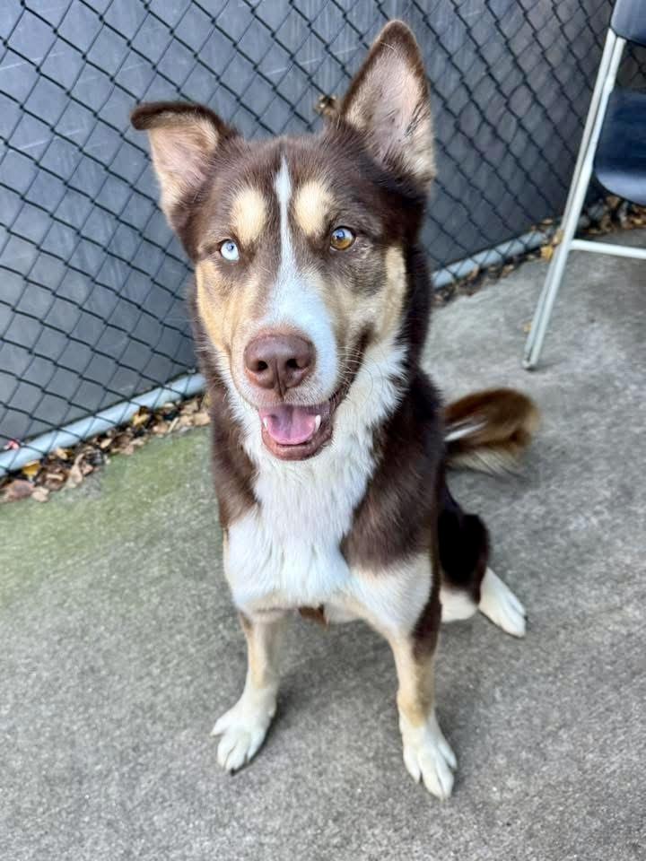 Delano, ADOPTABLE, Adult Male Husky.