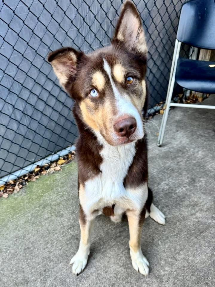 Delano, a ADOPTABLE Husky in Chicago, IL image 2/5