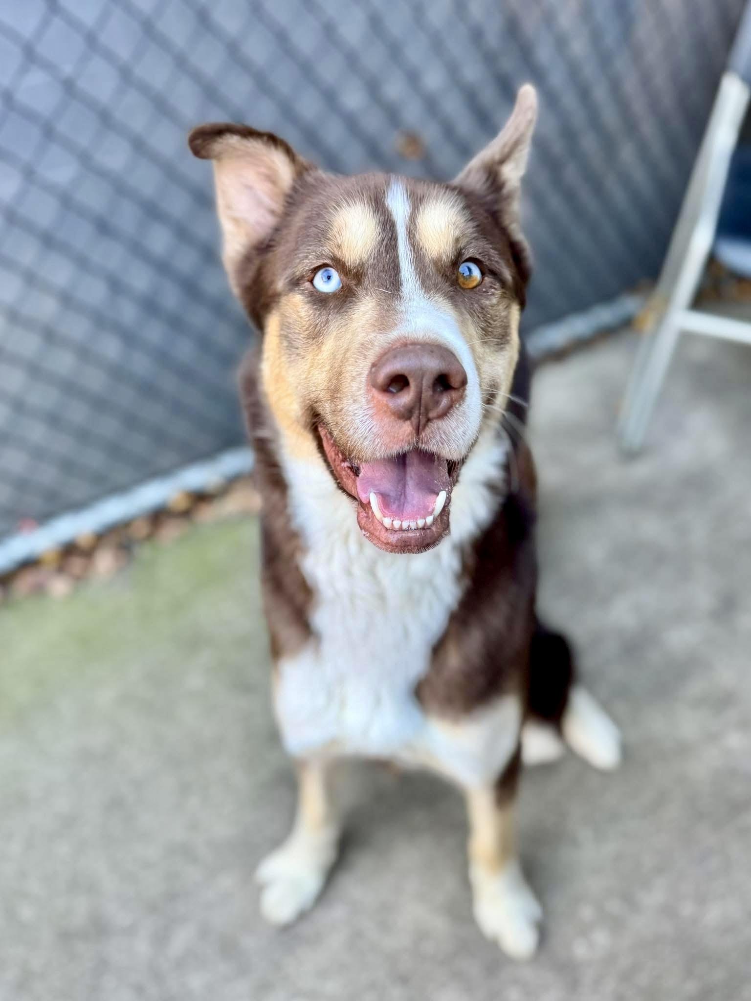 Delano, a ADOPTABLE Husky in Chicago, IL image 3/5