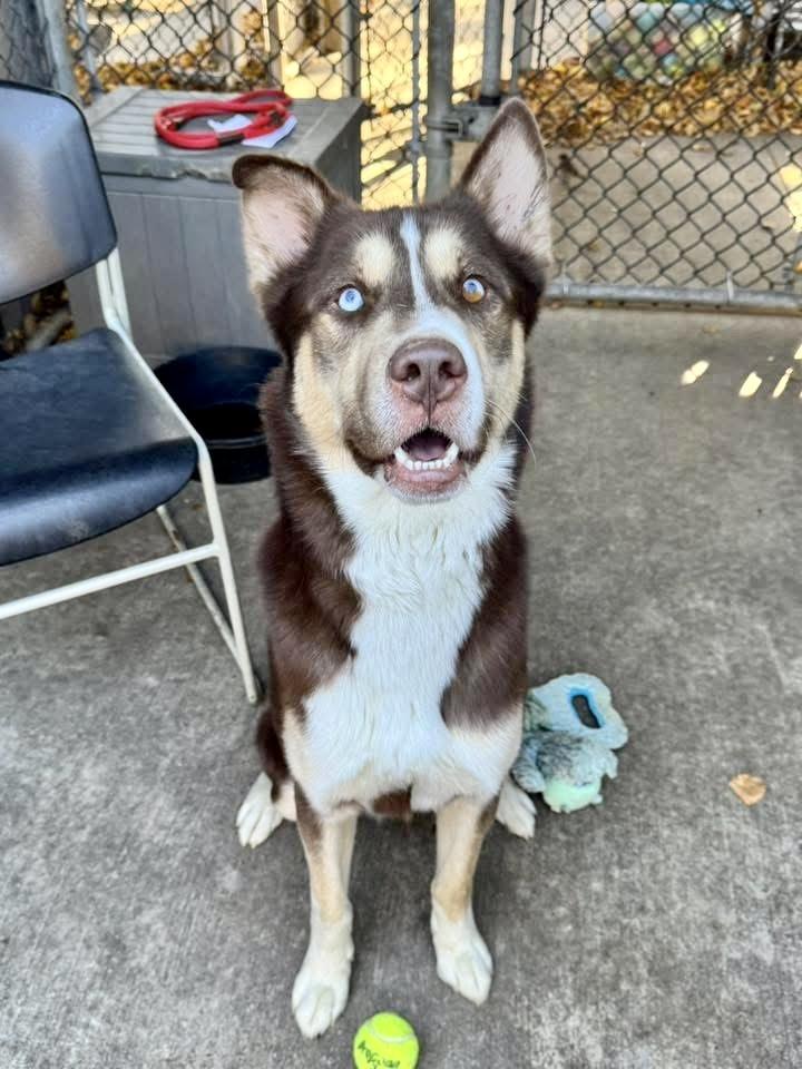 Delano, a ADOPTABLE Husky in Chicago, IL image 4/5