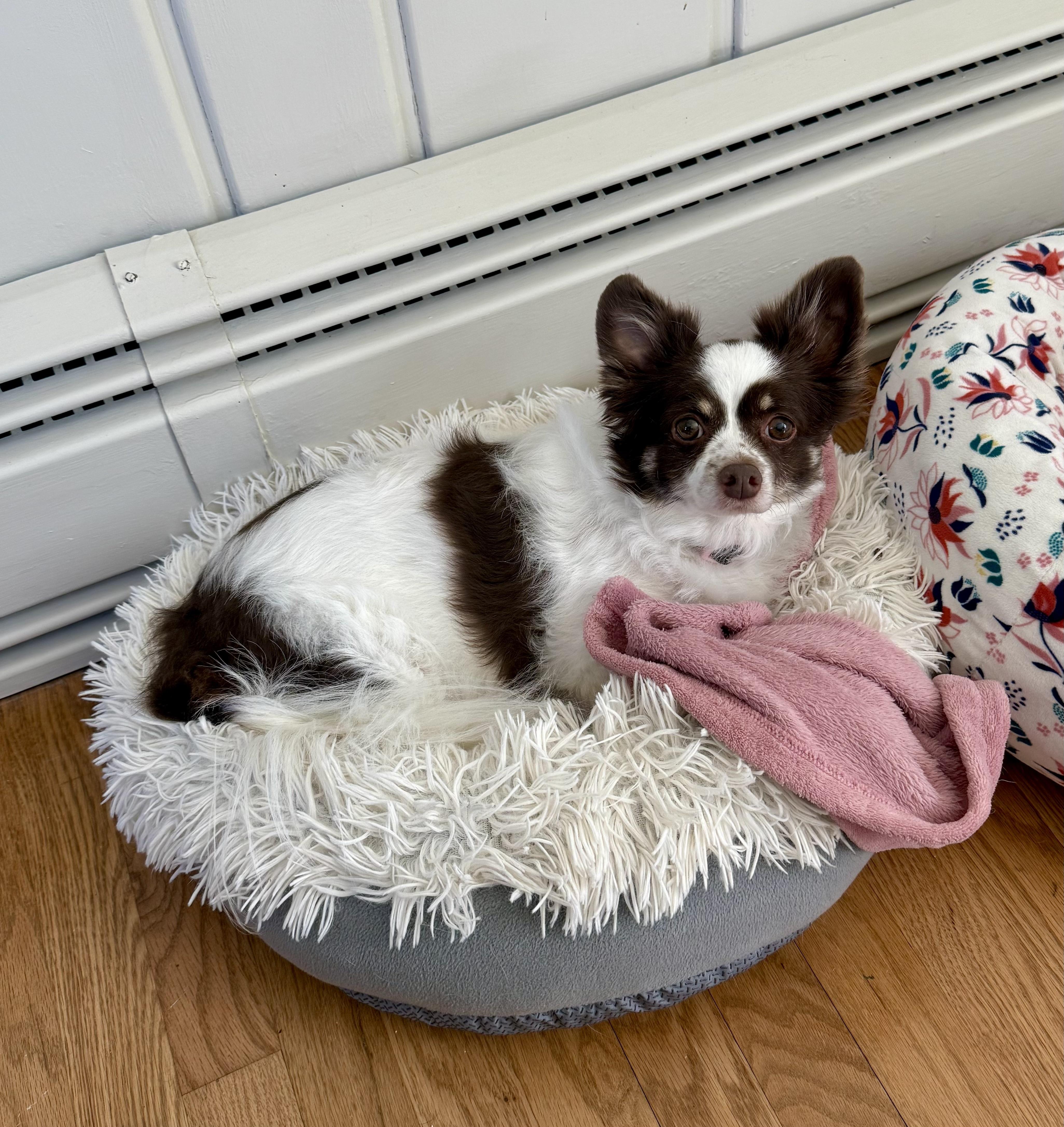 Riley, an adoptable Papillon in Bethel, CT, 06801 | Photo Image 4