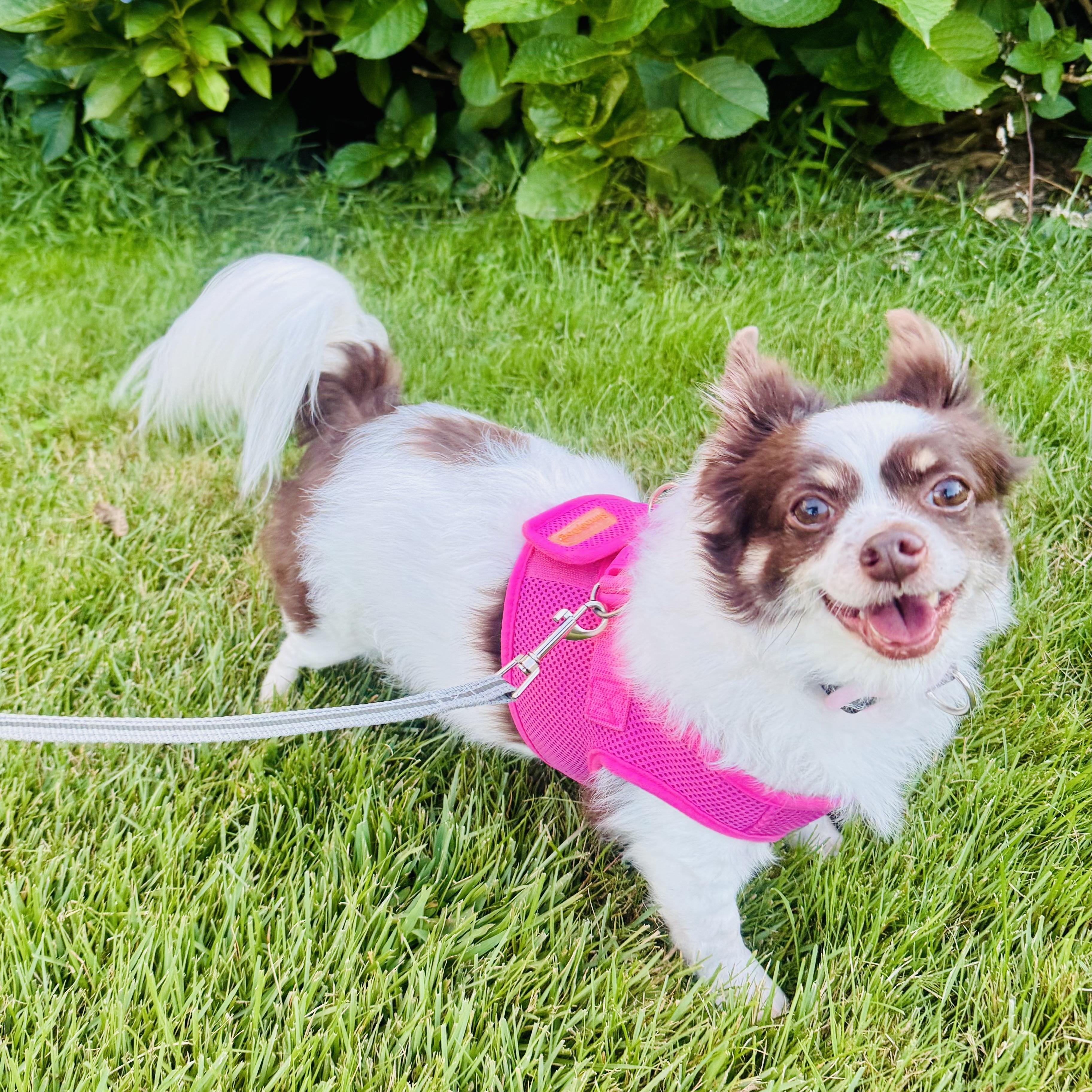 Riley, an adoptable Papillon in Bethel, CT, 06801 | Photo Image 1