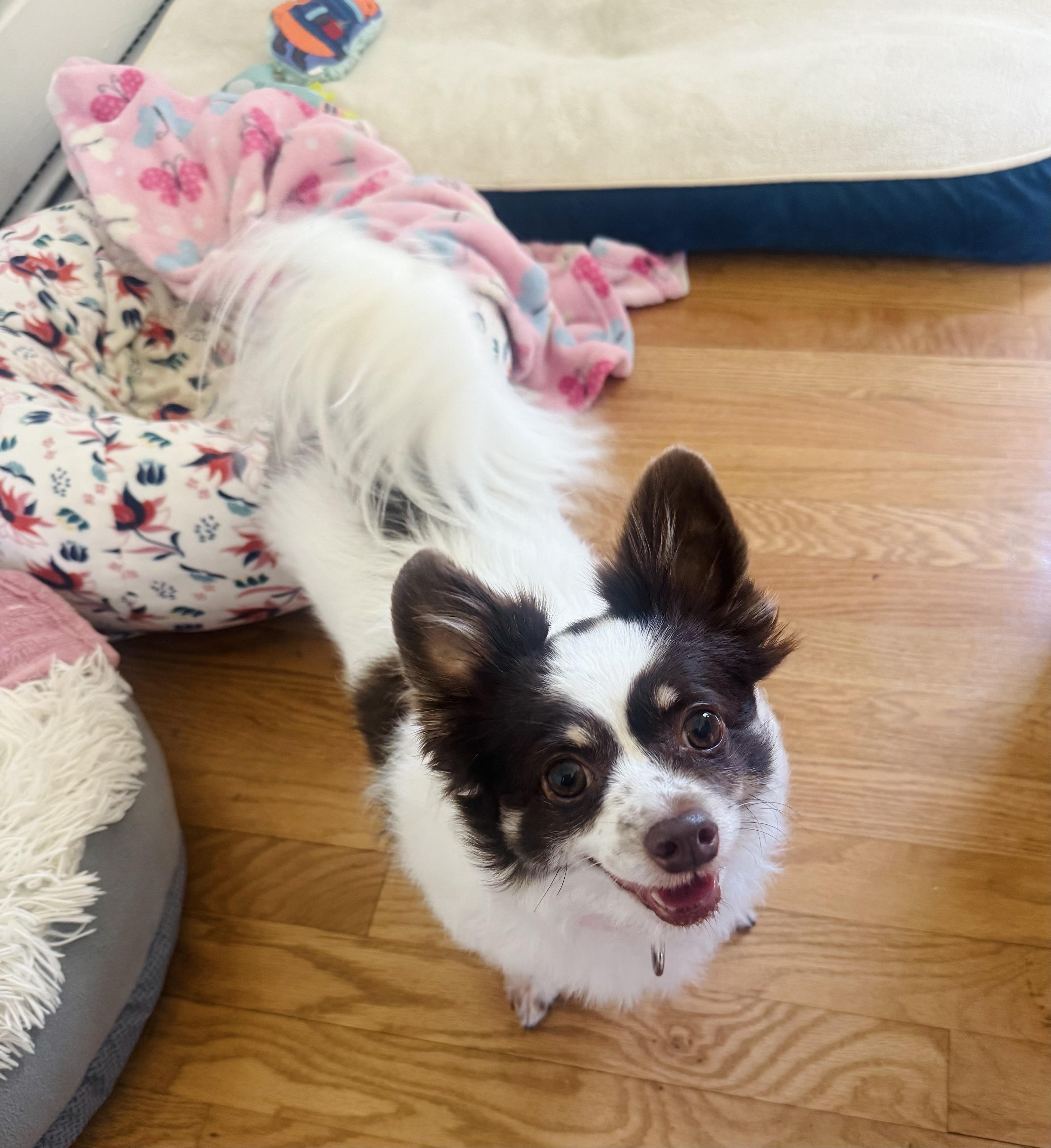 Riley, an adoptable Papillon in Bethel, CT, 06801 | Photo Image 5