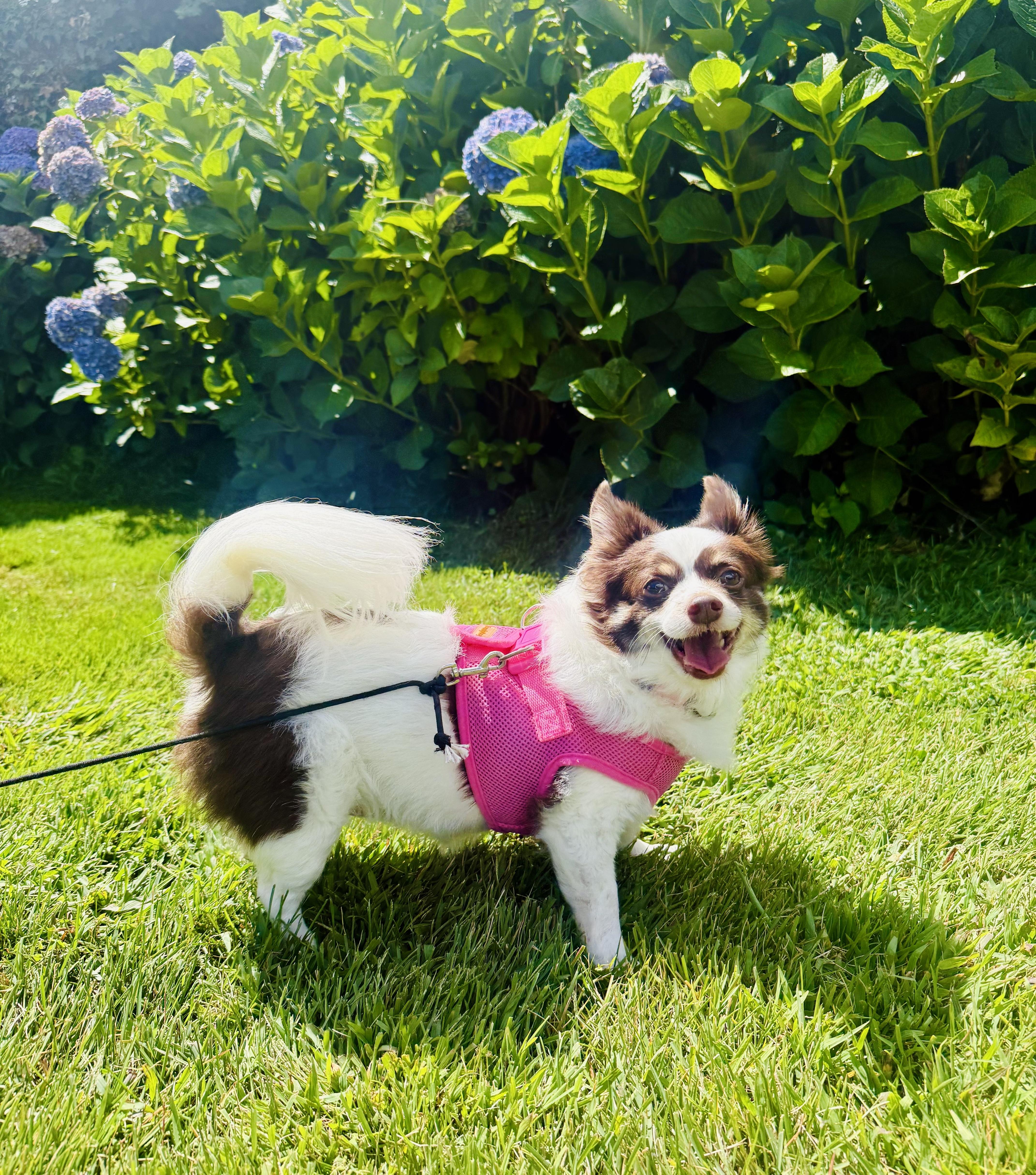 Riley, an adoptable Papillon in Bethel, CT, 06801 | Photo Image 2