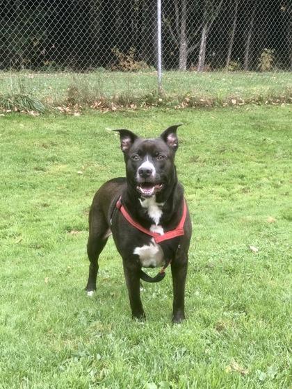 Panda, Adoptable, Adult Male American Staffordshire Terrier.