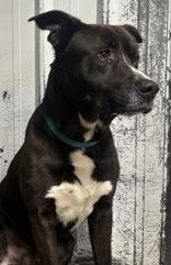 Panda, a Adoptable mixed breed in Skowhegan, ME image 2/2
