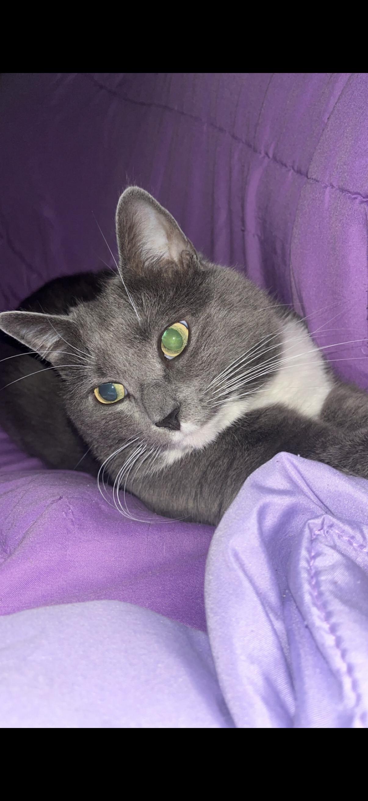 Soxs, ADOPTABLE, Adult Female Domestic Short Hair.