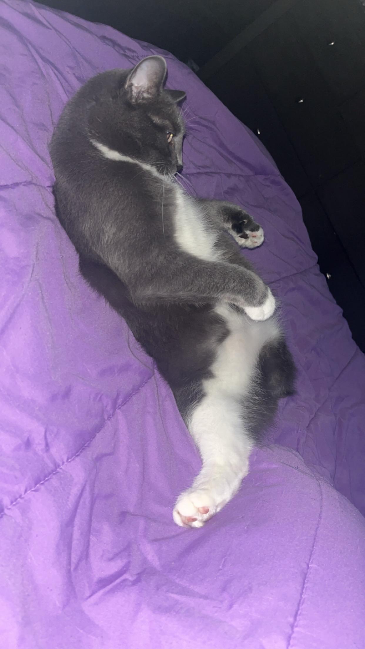 Soxs, a ADOPTABLE Domestic Short Hair in Charlotte, NC image 4/4