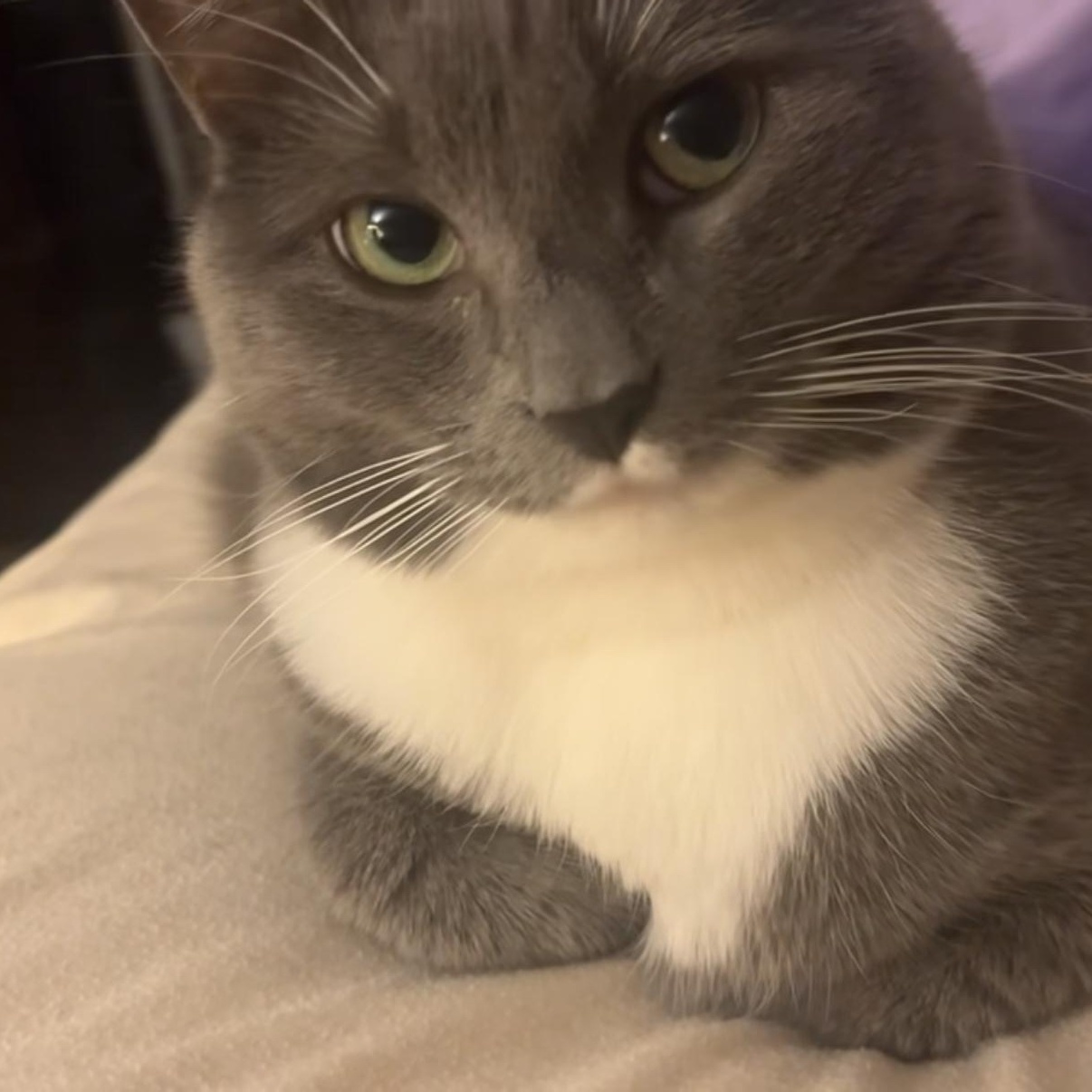 Soxs, a ADOPTABLE Domestic Short Hair in Charlotte, NC image 3/4